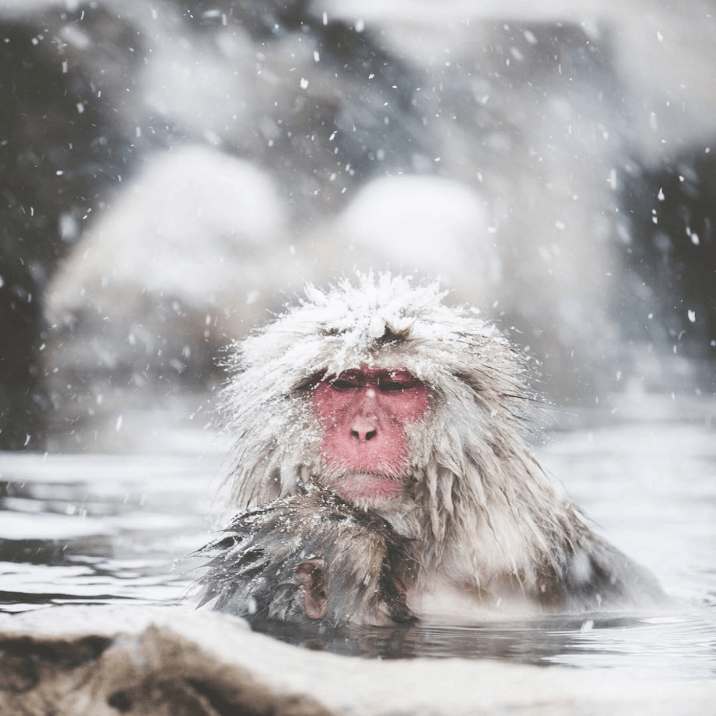 Private Nagano Day Tour: Snow Monkeys, Zenko-ji & Hot Springs from Tokyo