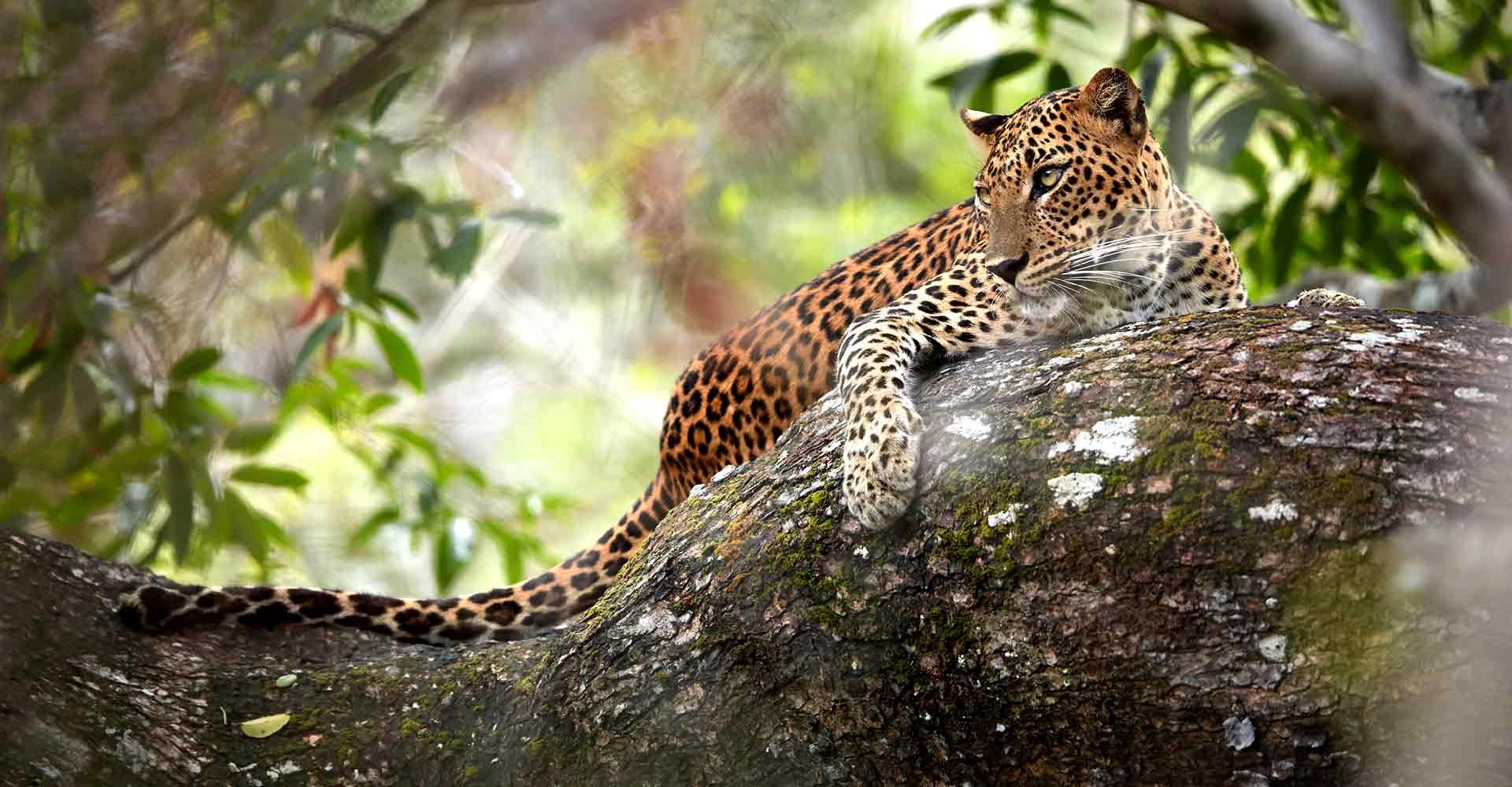 Wilpattu National Park Safari : Private 4x4 Jeep Safari - 2026 (Verified Reviews)