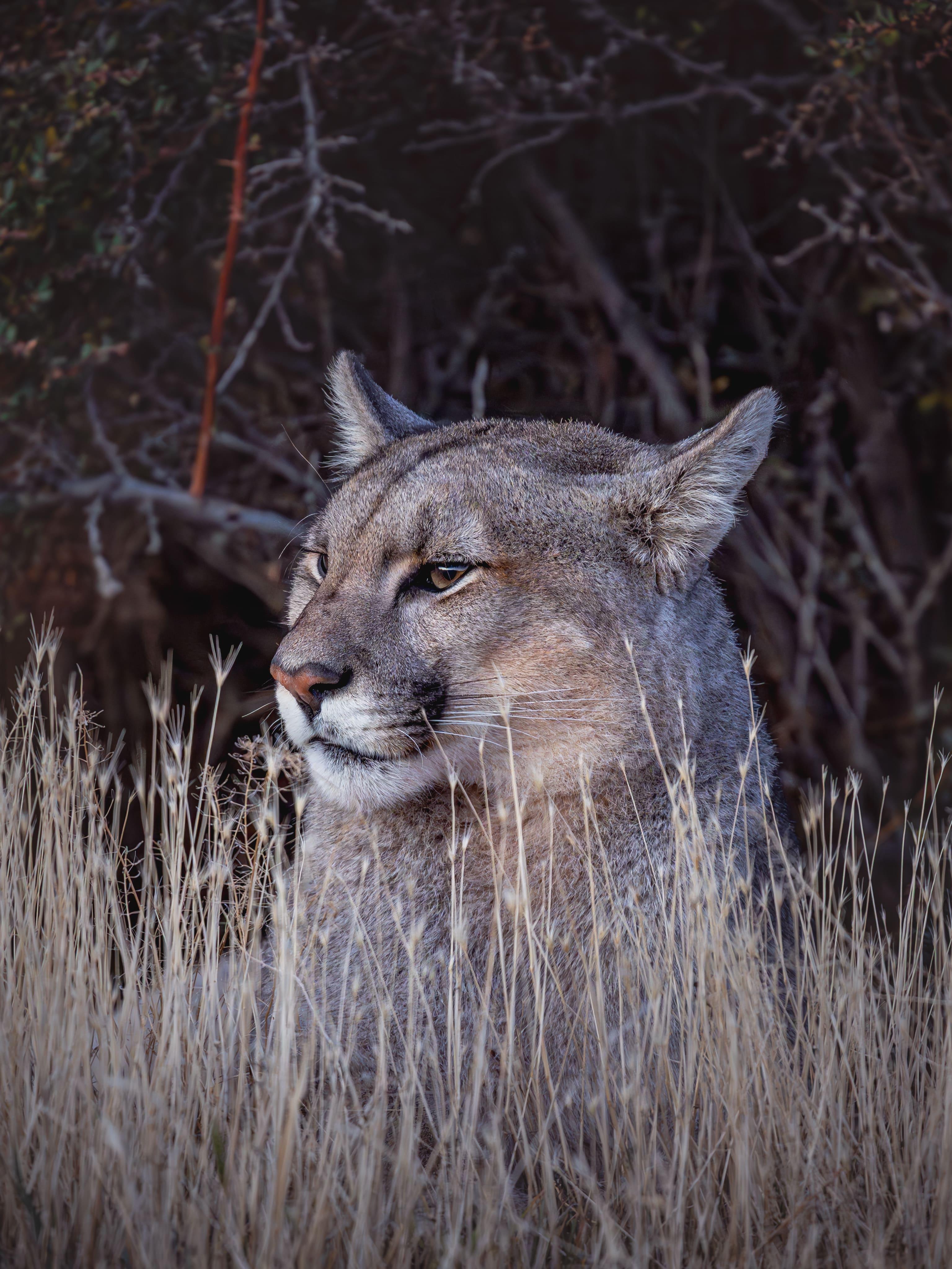 Patagonian Puma Tracking Expedition: Torres del Paine