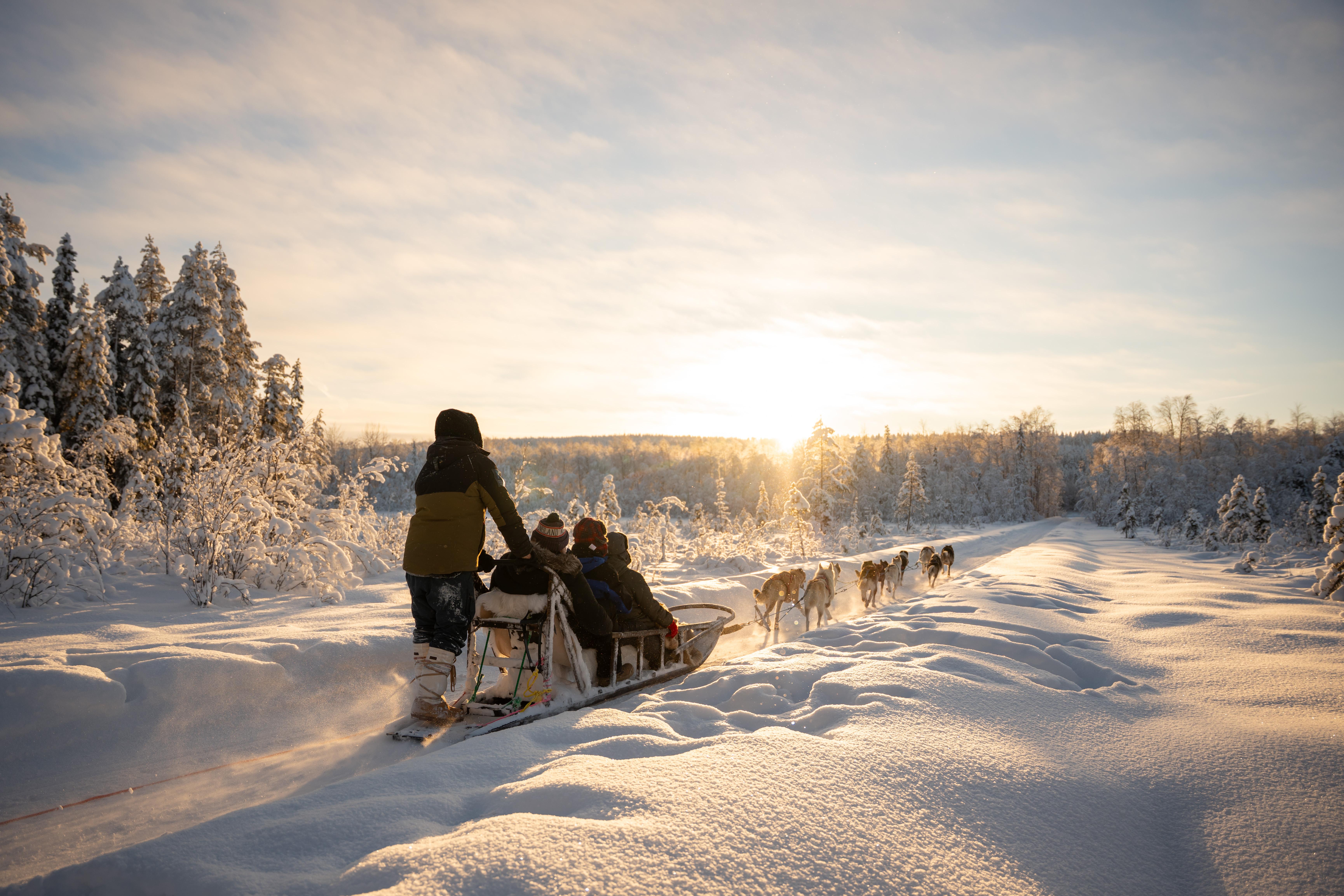 Rovaniemi Husky Sled Ride with Professional Photos