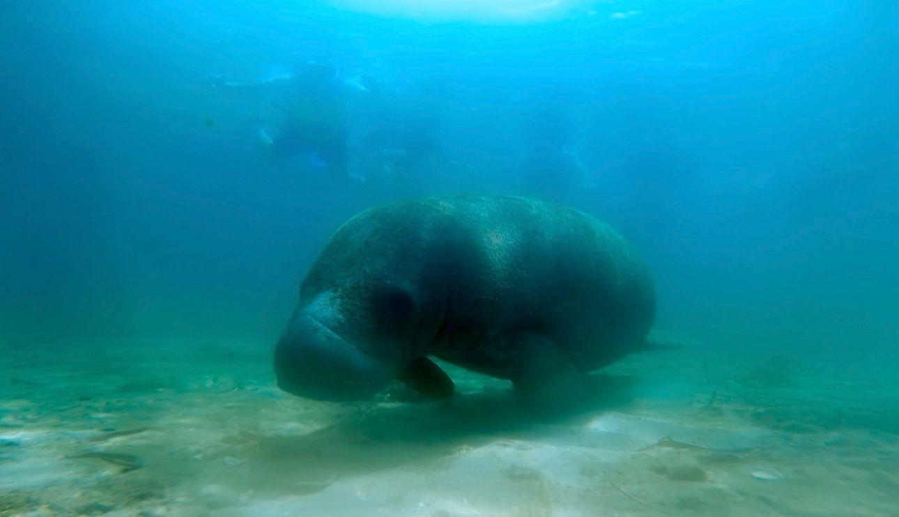 San Juan Guided Snorkel: Sea Turtles, Manatees & Rum