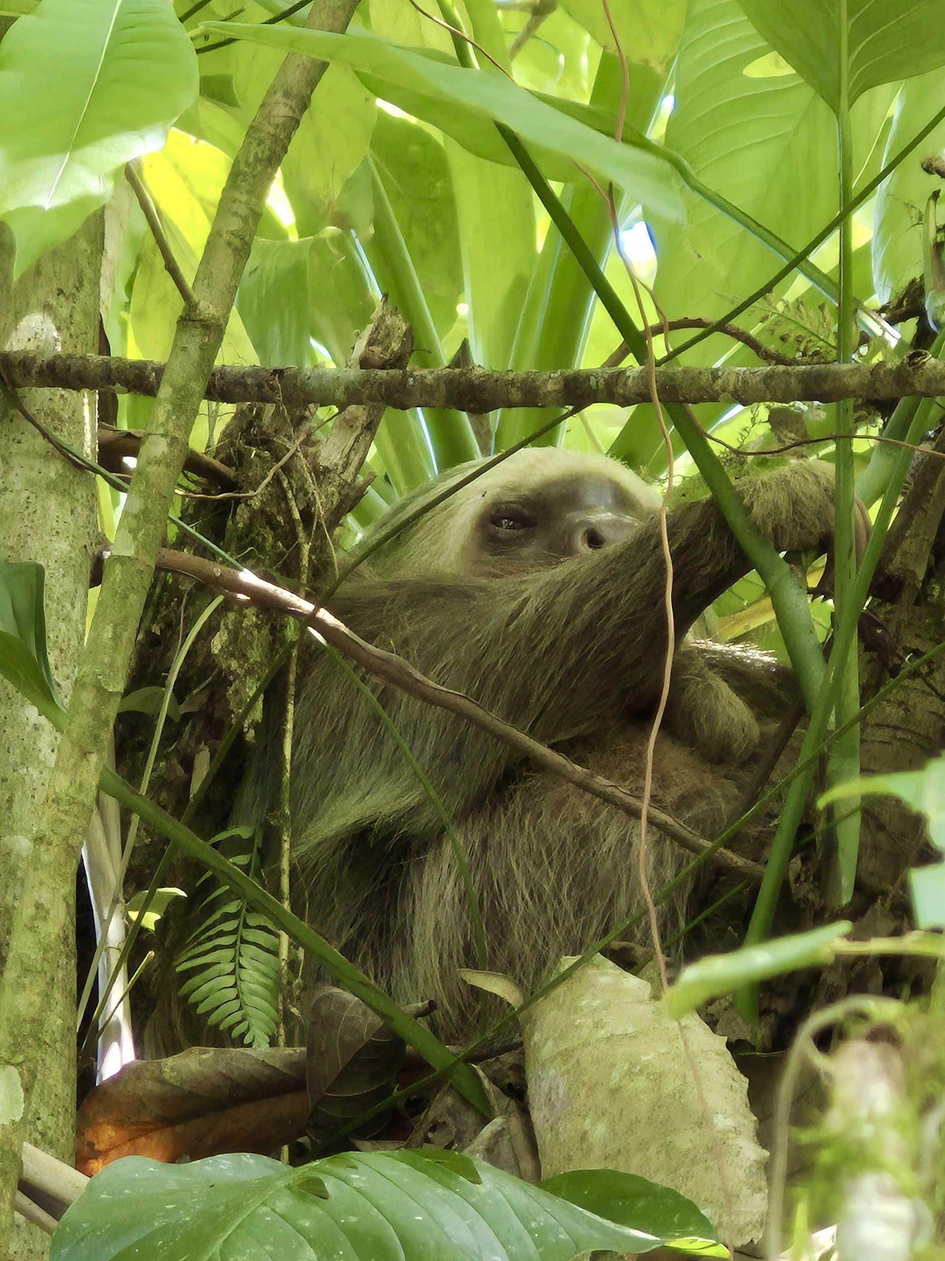 La Fortuna Private Rainforest Sloth Tour with Guaranteed Sighting