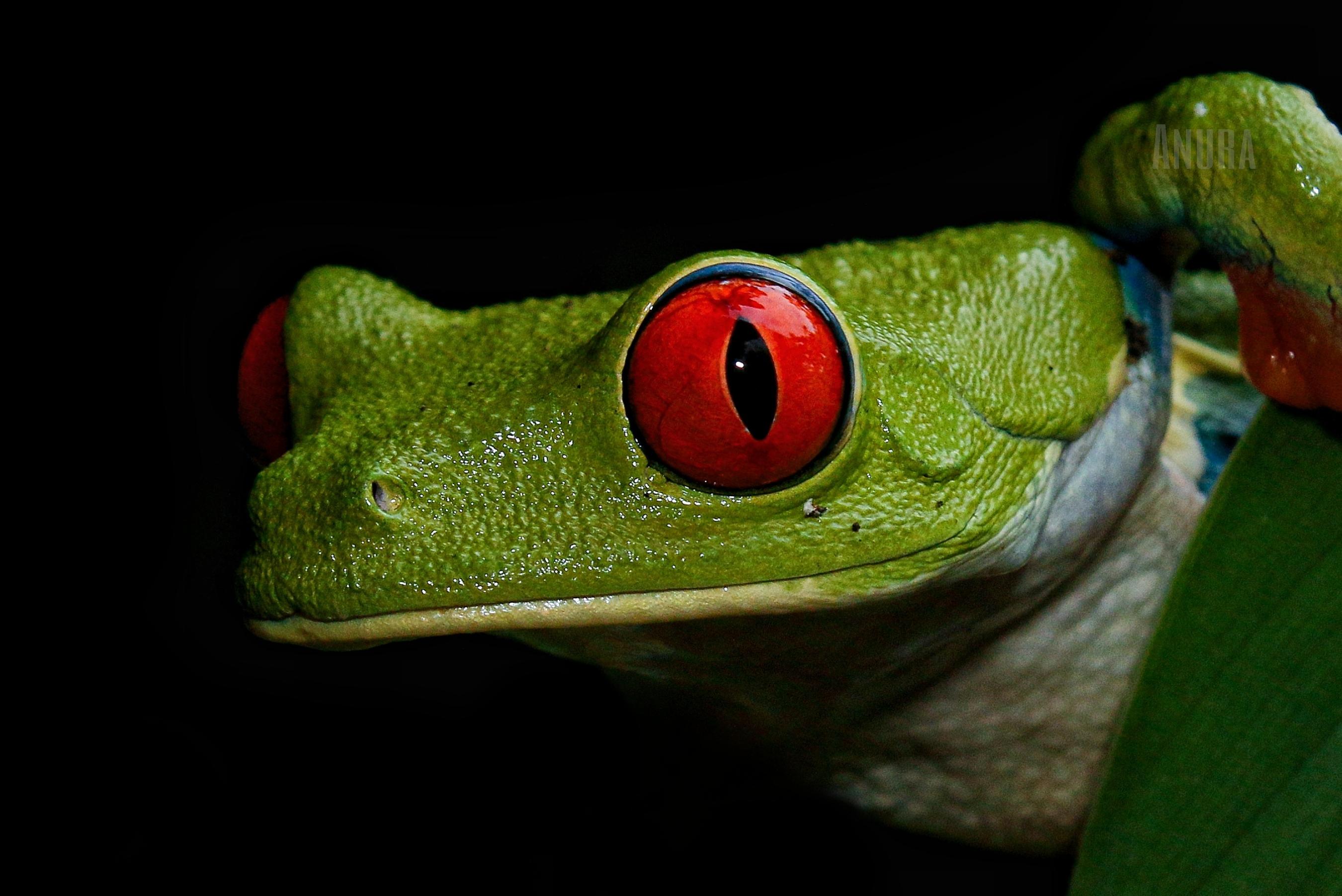 Nocturnal Rainforest Discovery at Anura Park