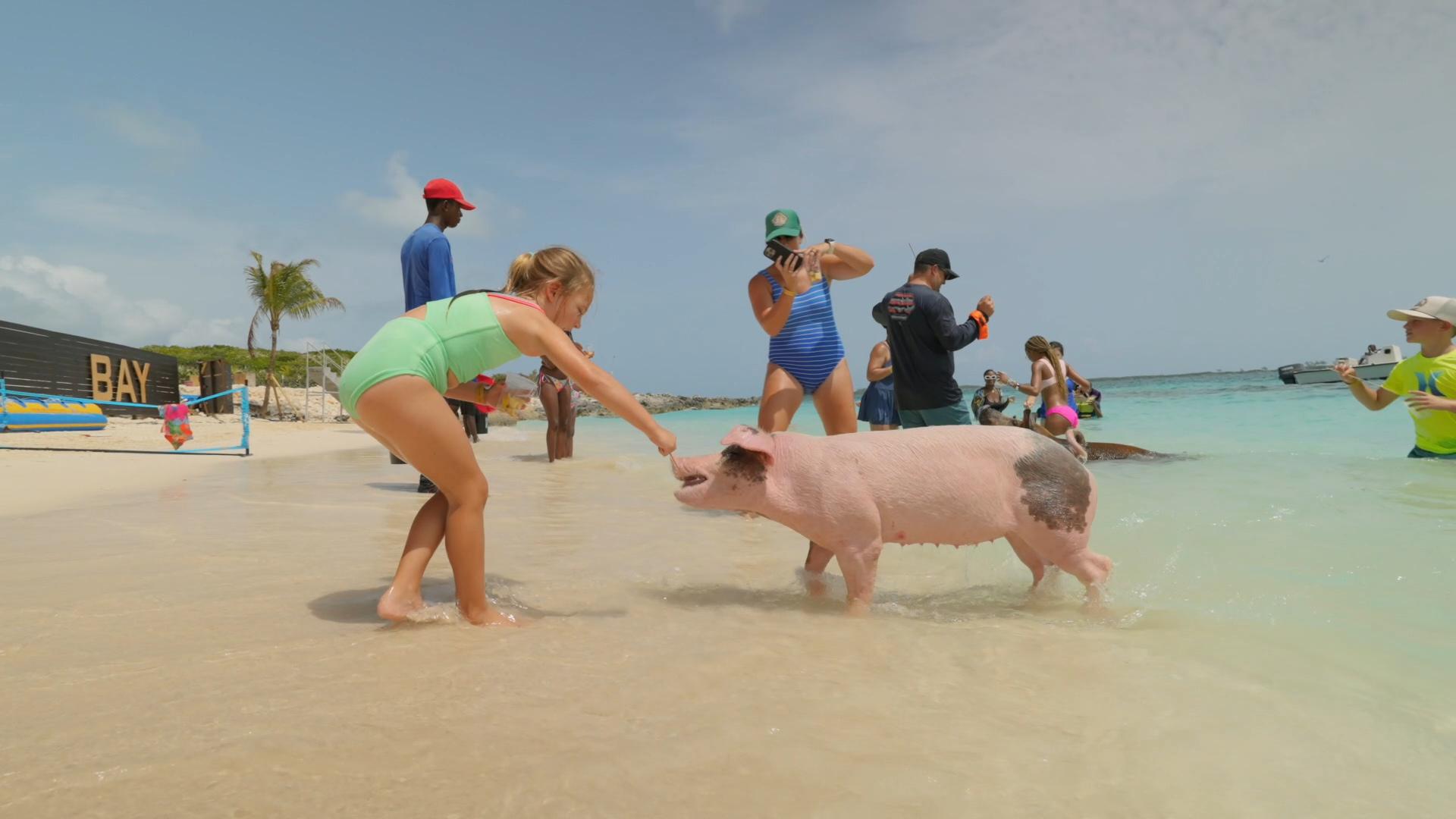 Mansa Bay Private Island Escape: Pigs, Jet Skis & Snorkeling
