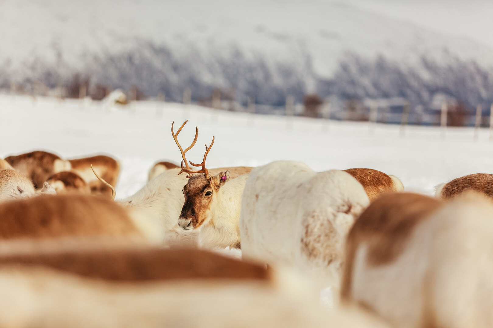 Tromso reindeer sledding and feeding tour with a Sami guide — image 8