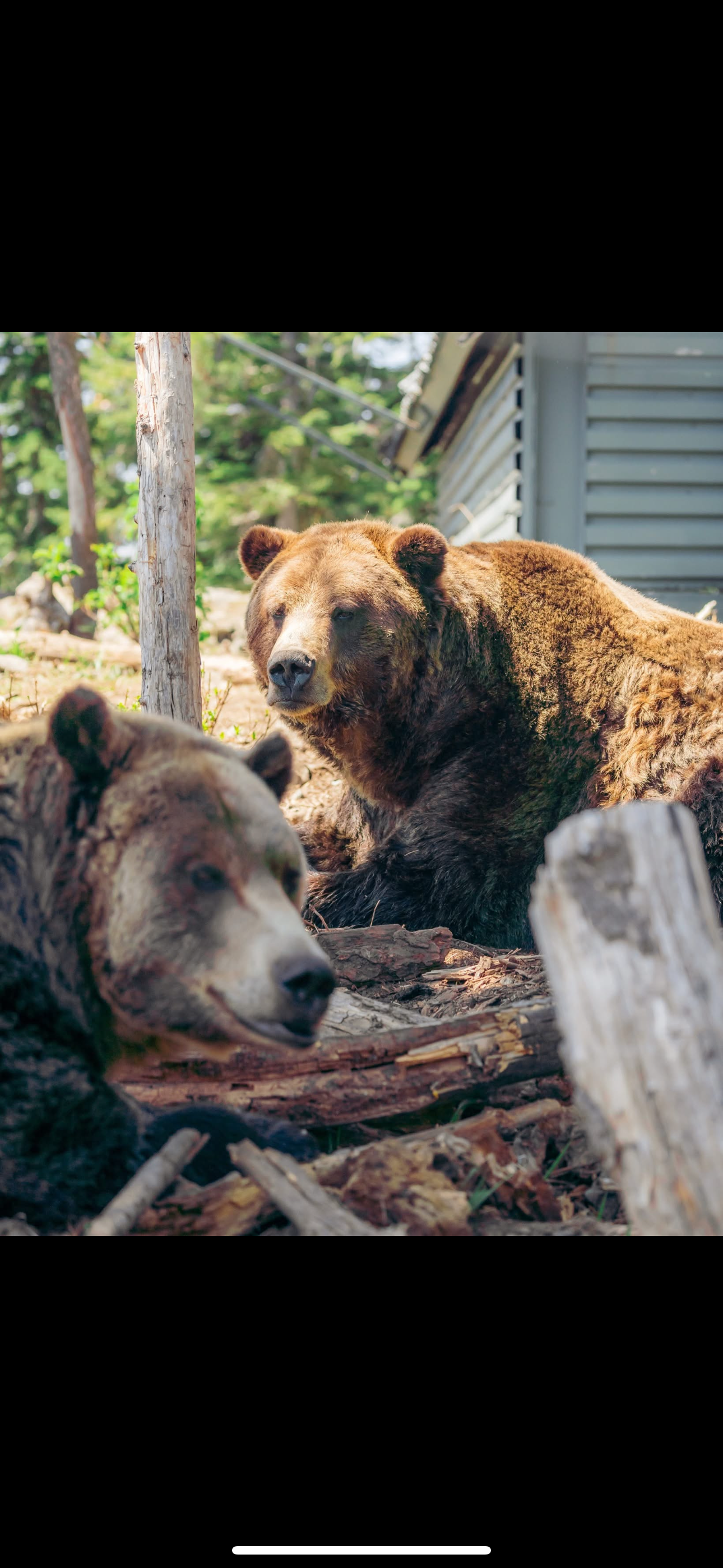 Private Vancouver Highlights: Capilano Suspension & Grouse Mountain