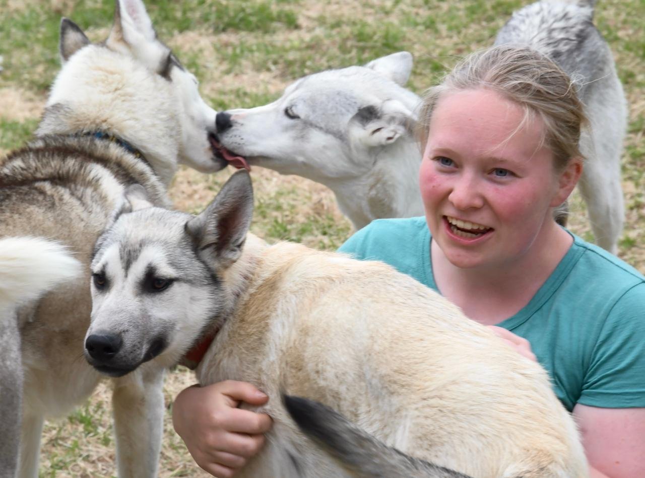 Evening Tea & Husky Farm Visit