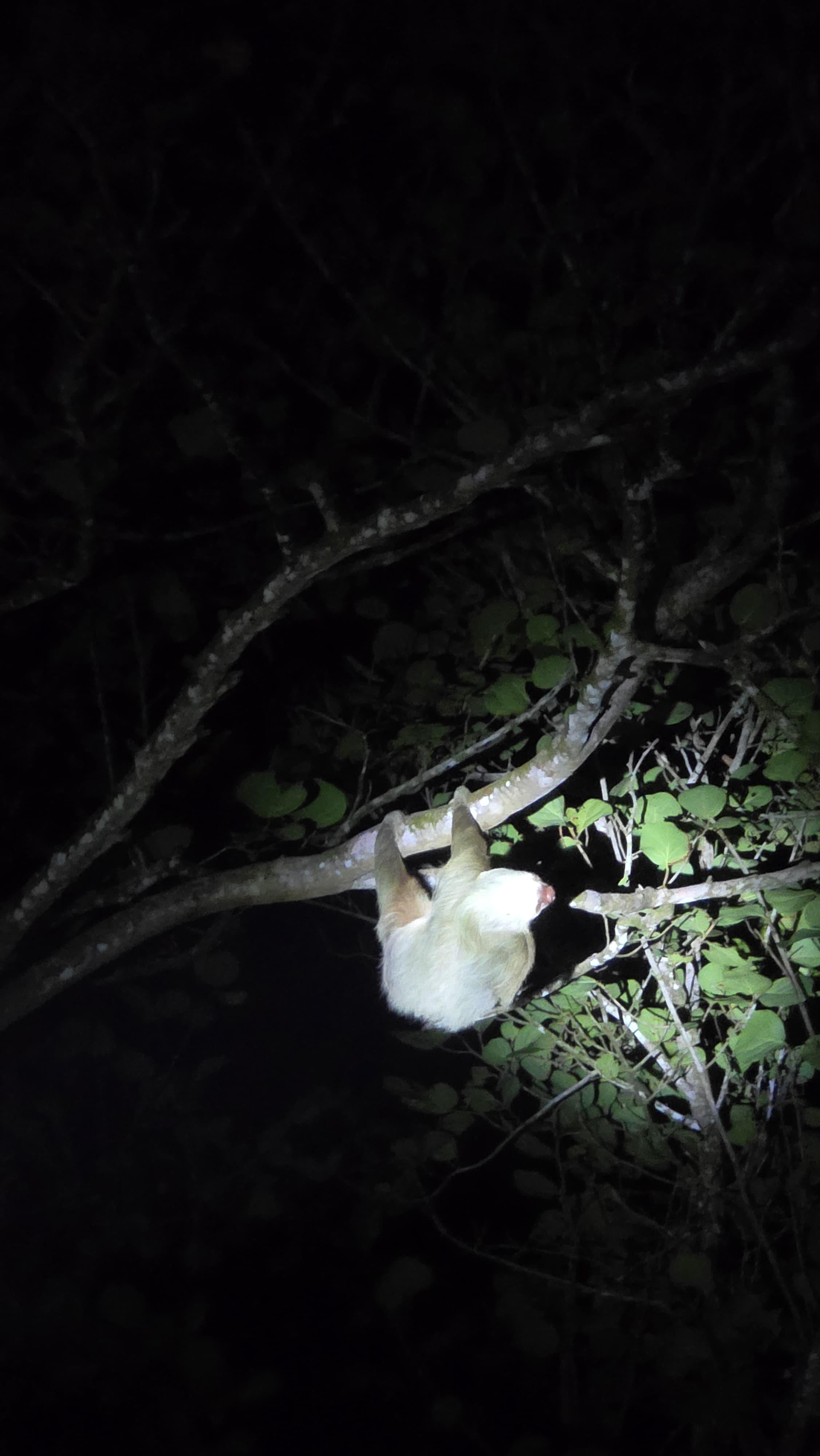 Tortuguero 2-Day Eco Adventure: Canoe, Jaguar Trail, Night Walk & Turtle Nesting