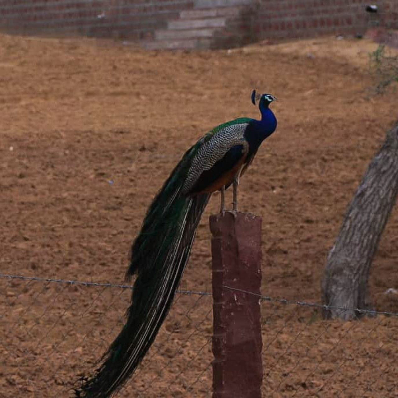 Thar Desert Overnight Camel Safari & Village Stay