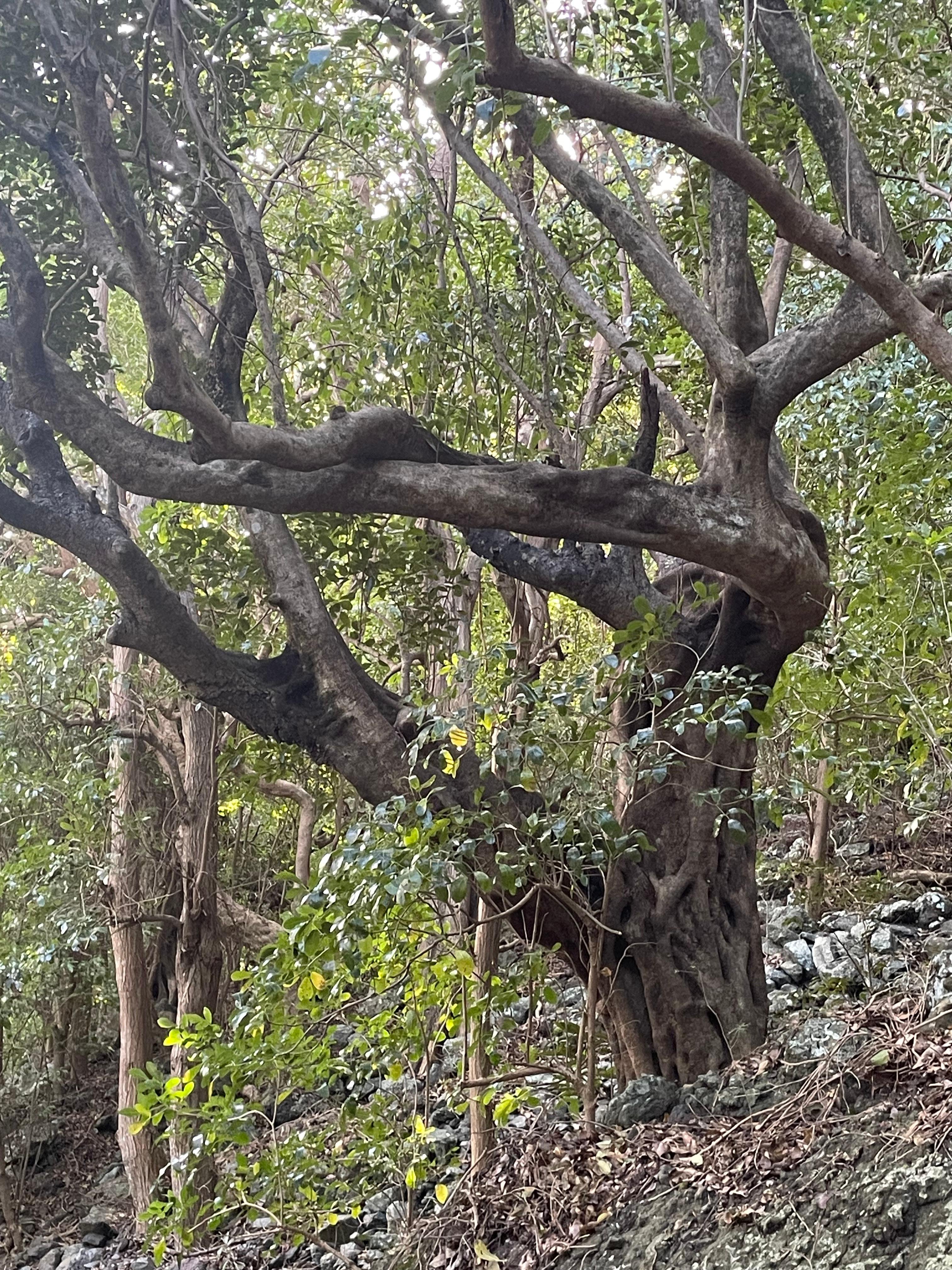 Le Morne Brabant: Private Guided Summit Hike