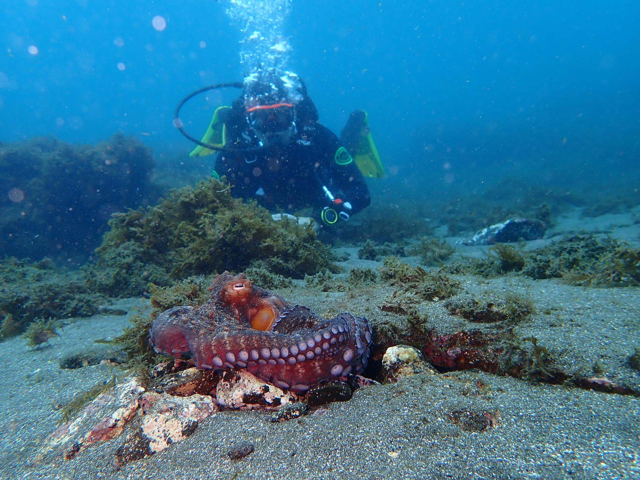 Beginner's Ocean Scuba Discovery – Terceira Island