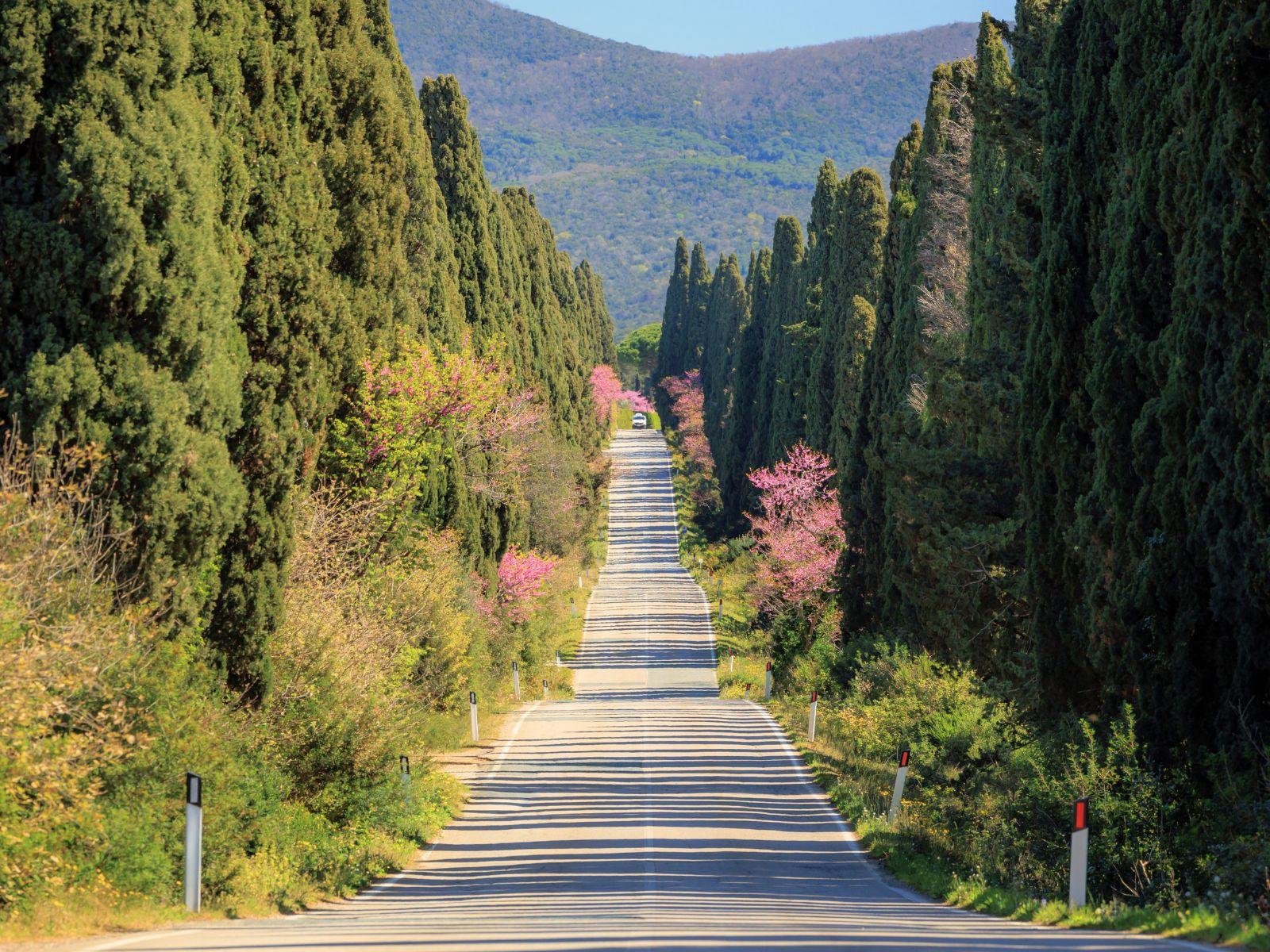 Private Bolgheri Wine Tour from Florence