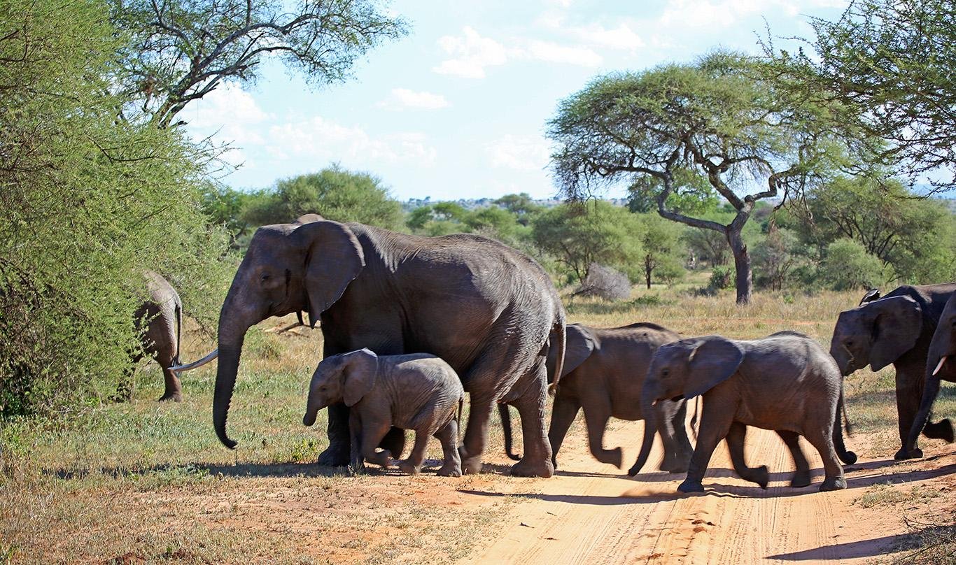 Zanzibar to Selous: Full-Day Safari with Bush Lunch (+ 2-Day Option)