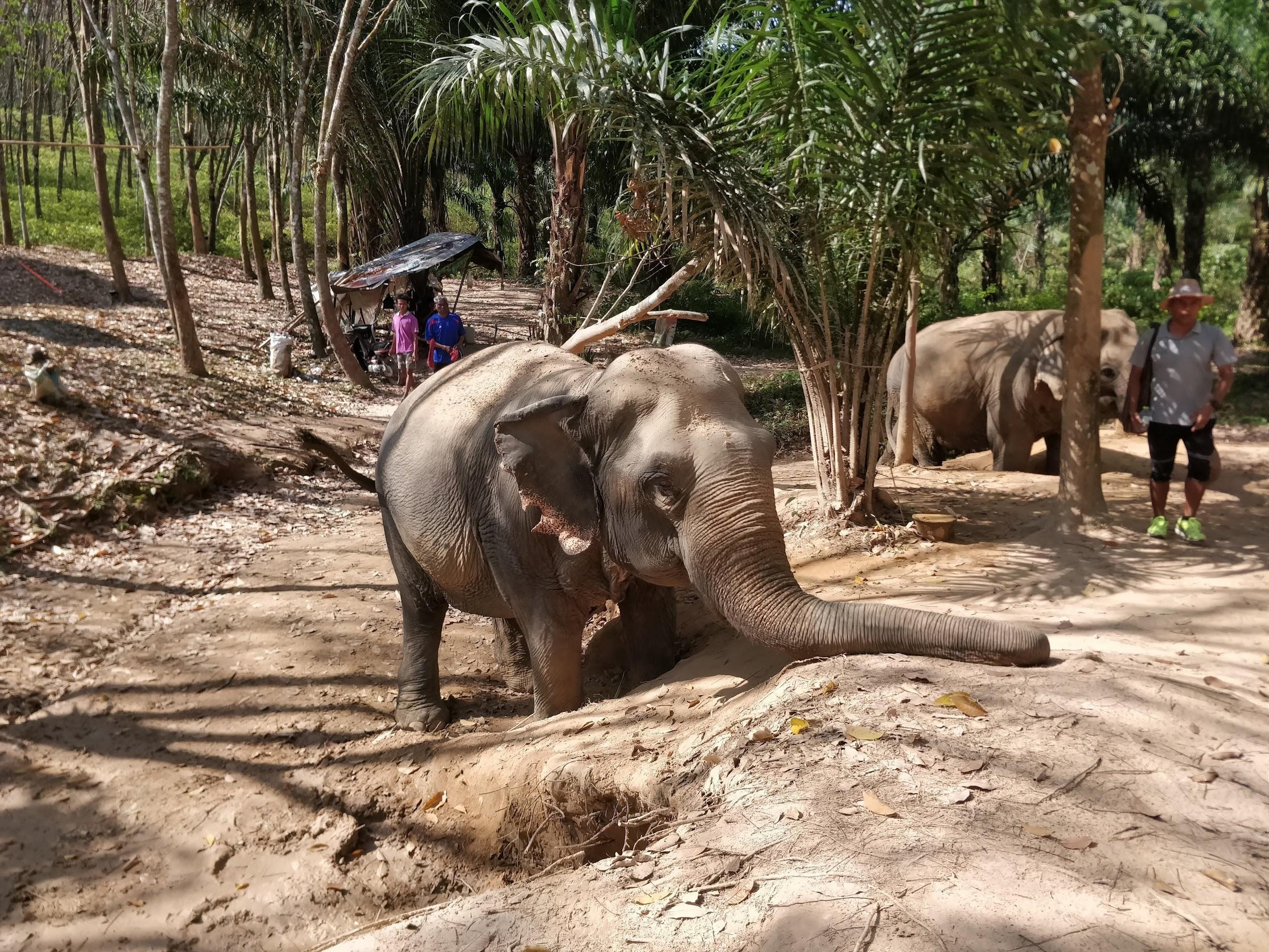 Elephant Care House Experience with Transfers