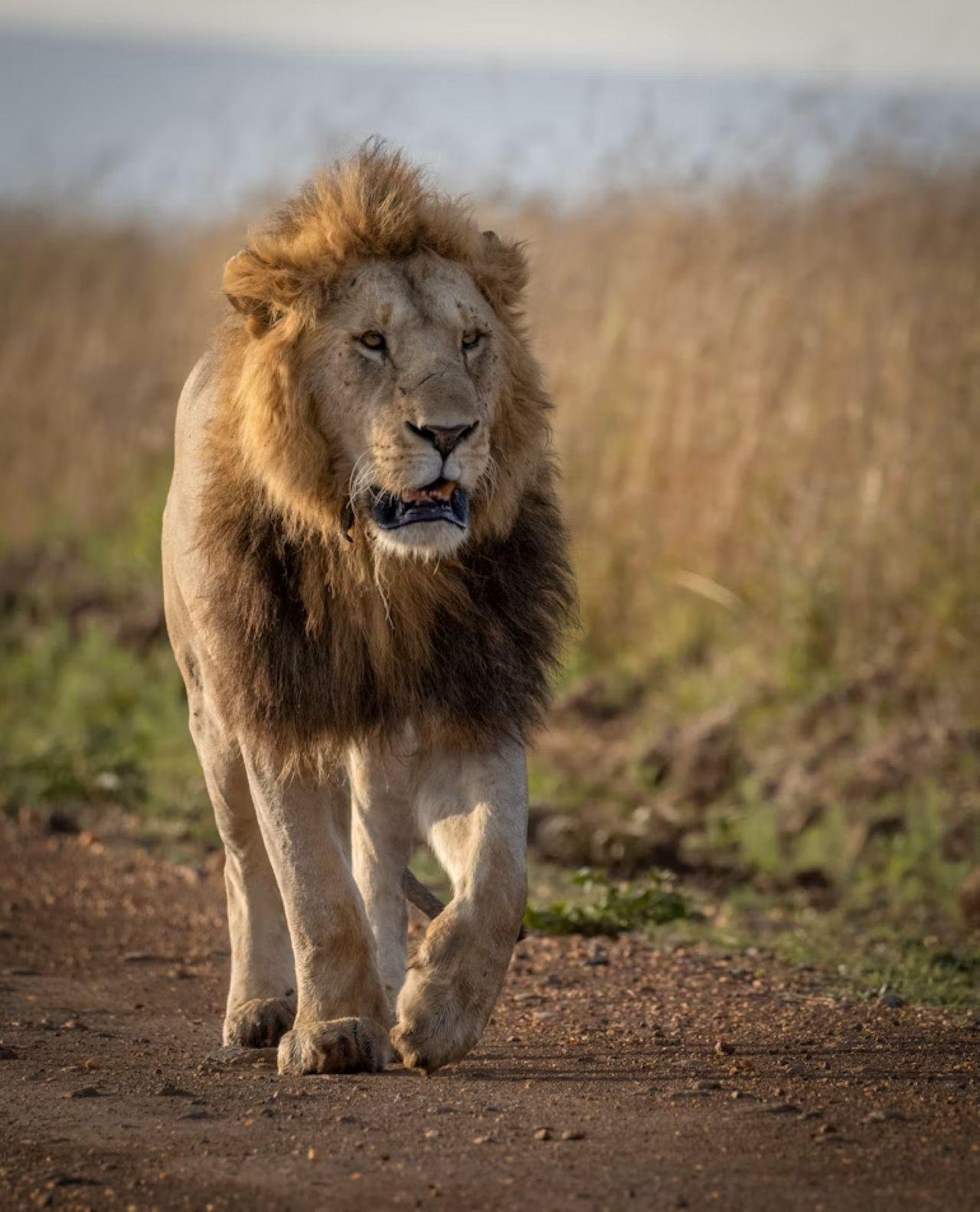 3-Day Maasai Mara Shared Jeep Safari from Nairobi