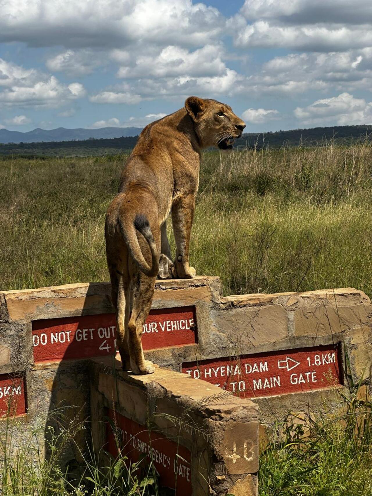 Nairobi National Park 5-Hour Guided Safari