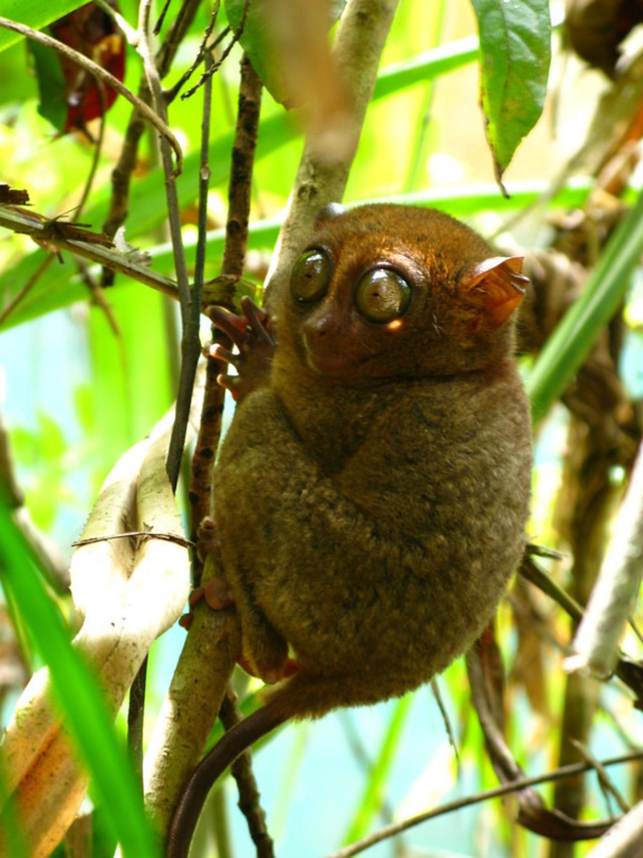 Bohol Island Discovery: Chocolate Hills, Tarsiers & River Cruise