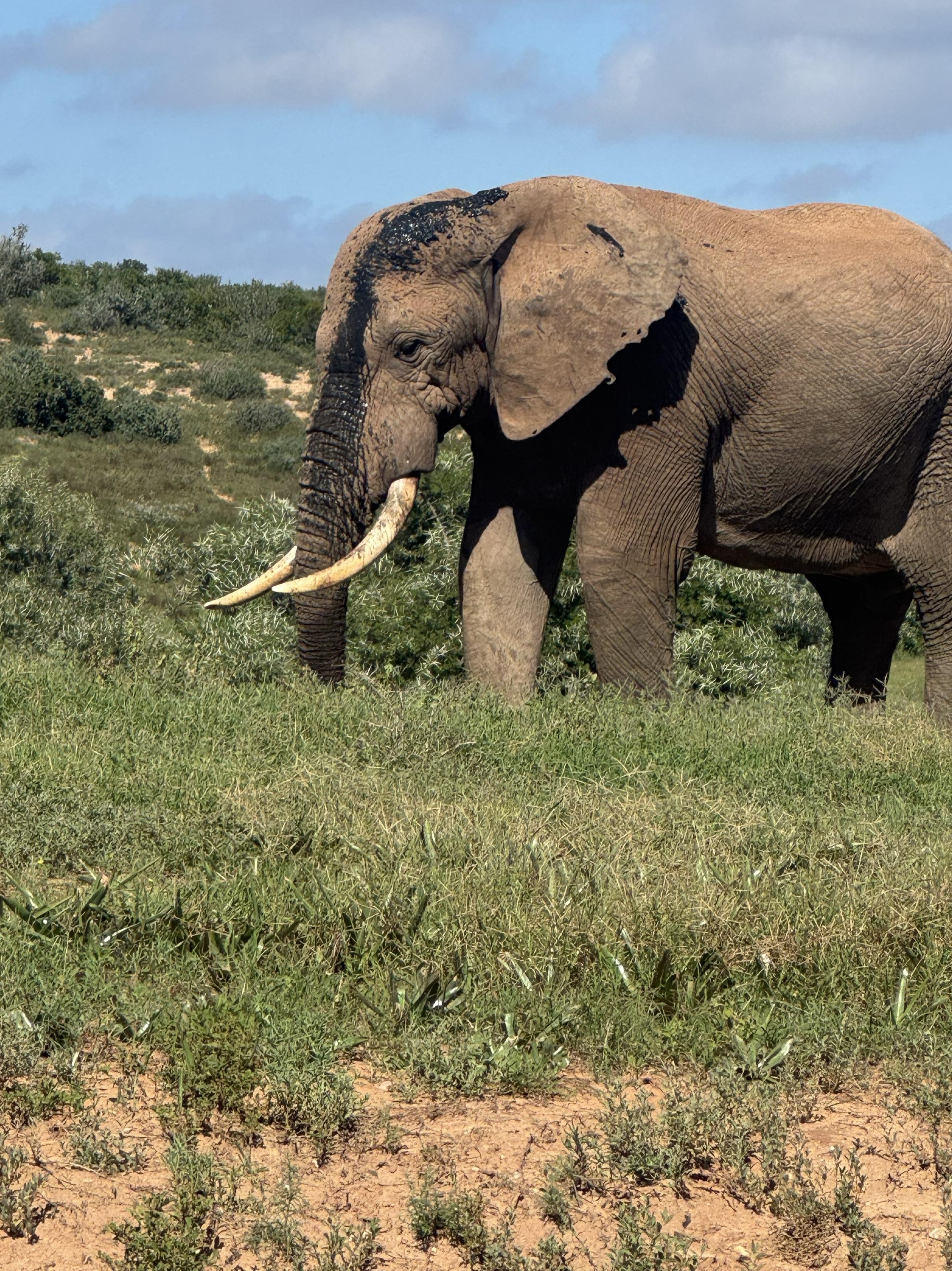 Addo Elephant National Park Full-Day Safari with Braai Lunch