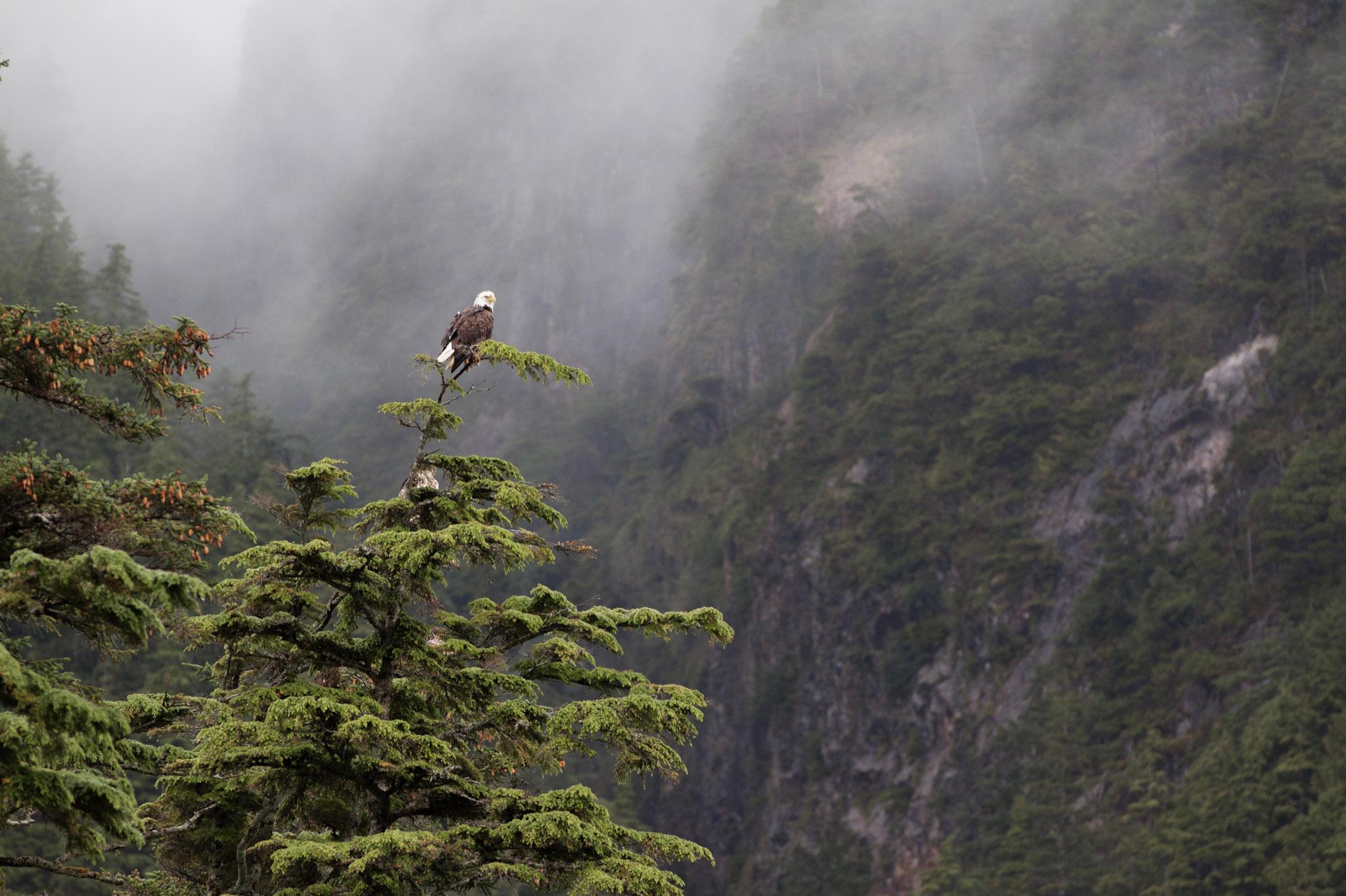 Tofino: Hot Springs Cove Tour with Wildlife Cruise