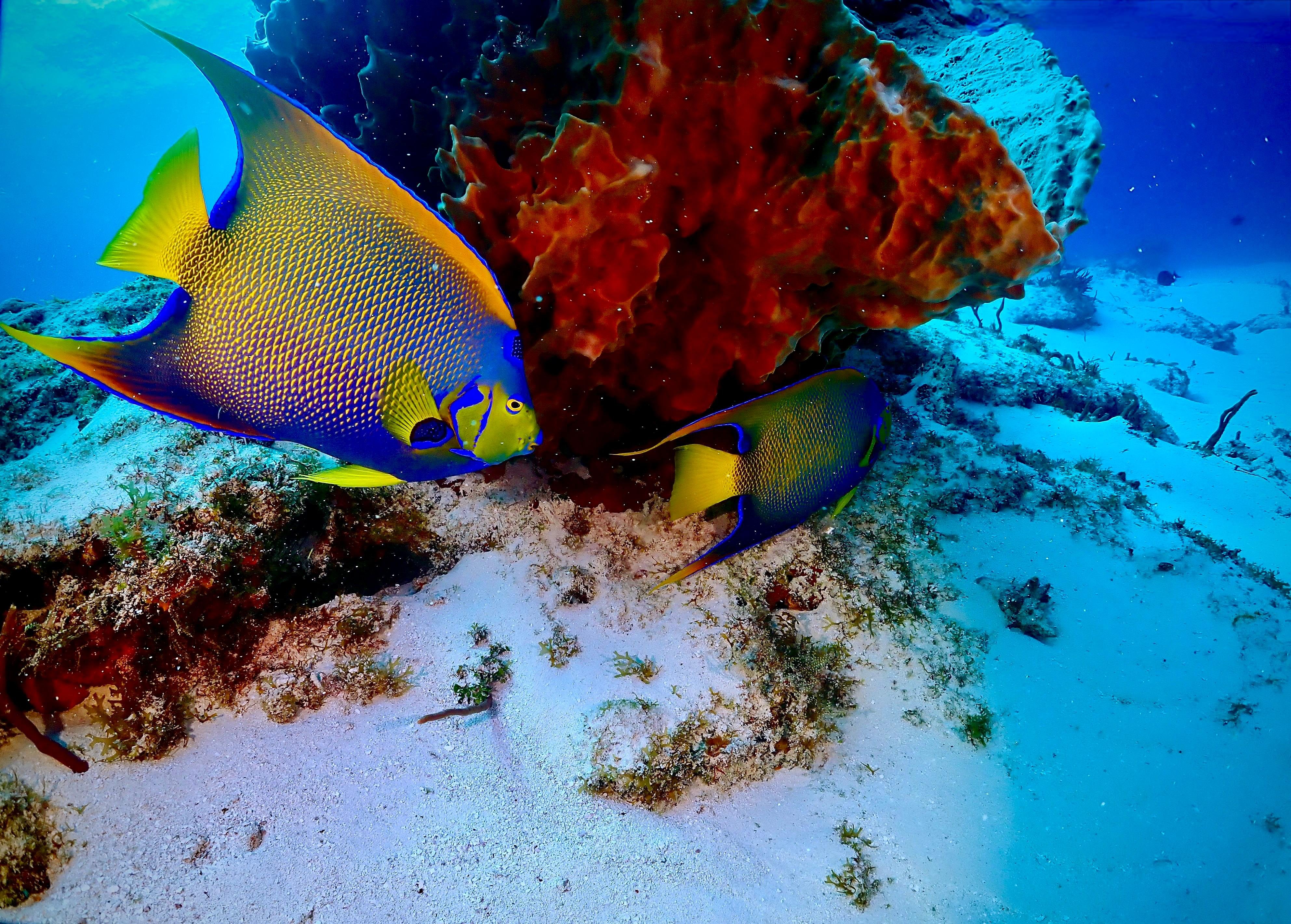 Tulum Reef Diving: Two-Tank Caribbean Adventure