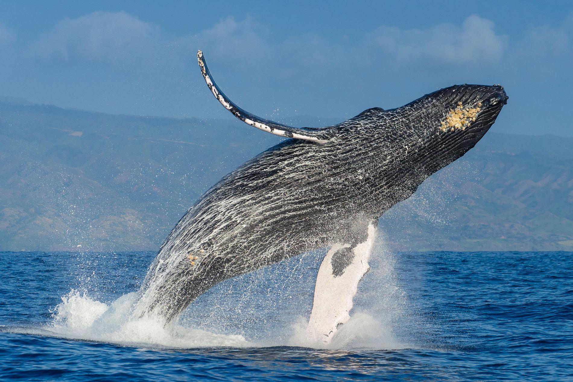 Samaná Peninsula Explorer: Whale Watching, El Limón Falls & Cayo Levantado