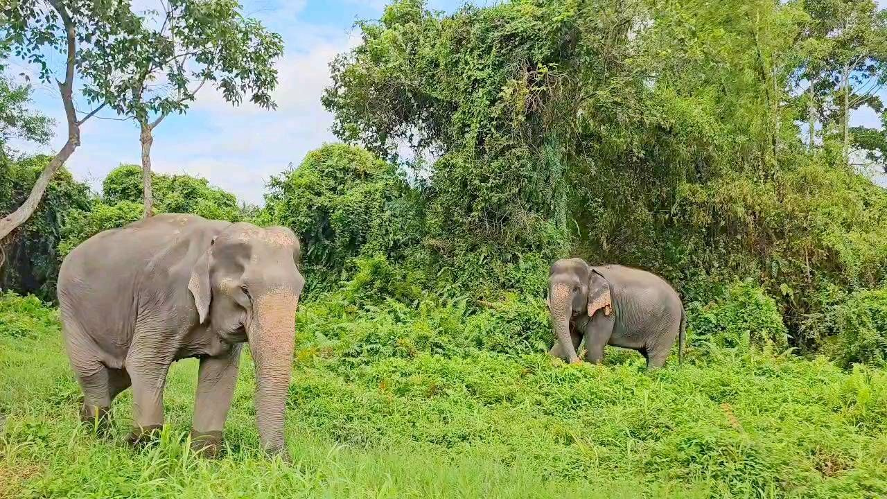 Samui Island Expedition: Viewpoints, Elephants & Pig Island