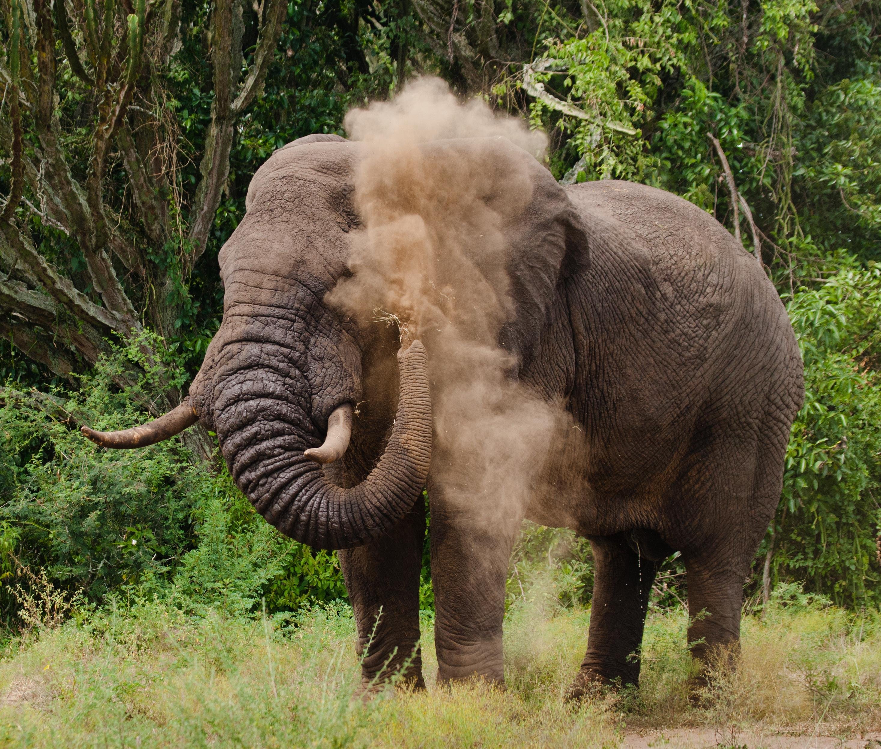 Maasai Mara Day Safari from Nairobi