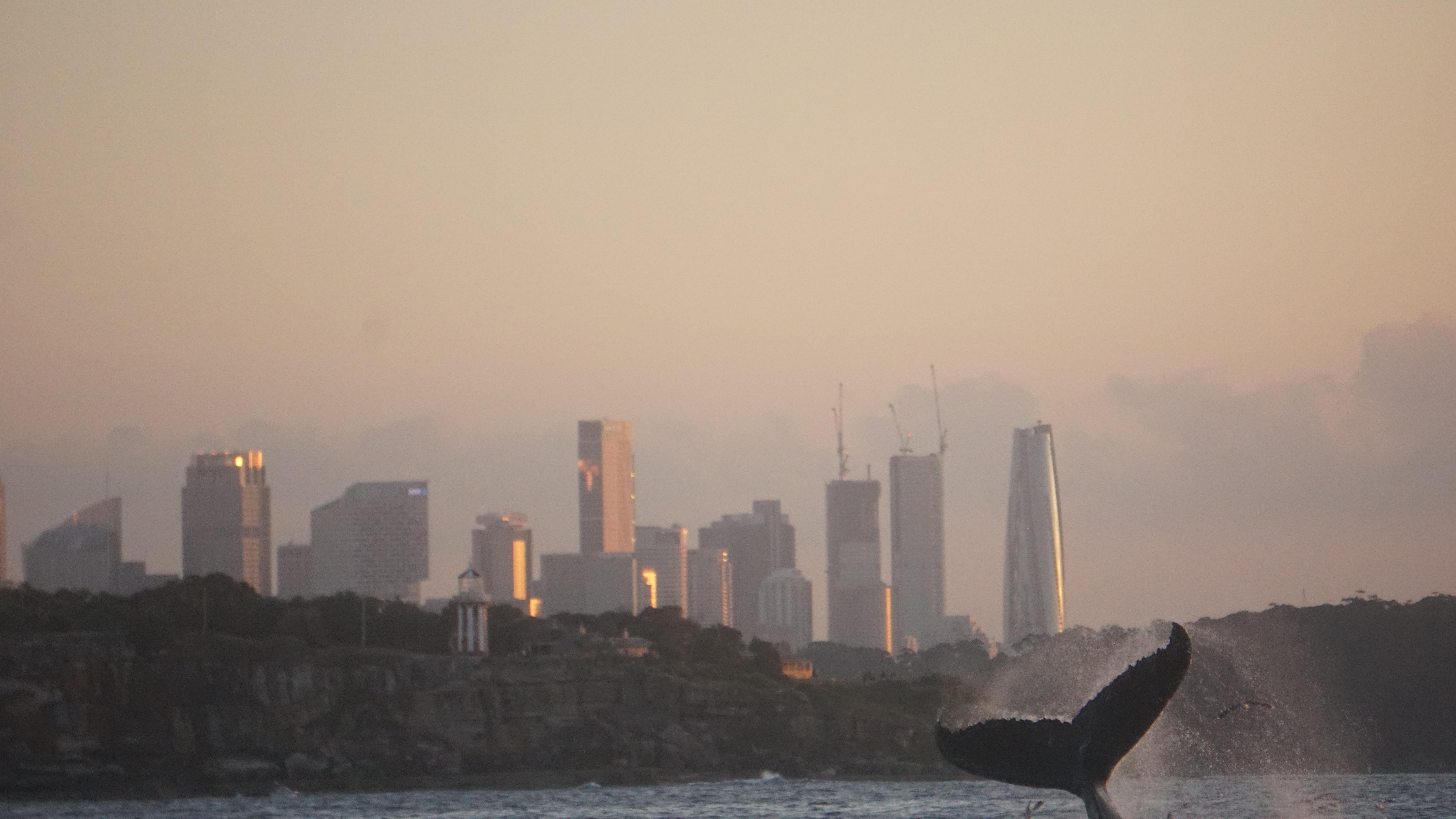 Sydney: Ocean Whale Watching Experience