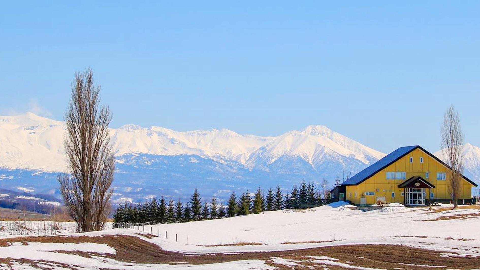 Hokkaido Winter Day Tour: Asahiyama Zoo & Snowfields from Sapporo