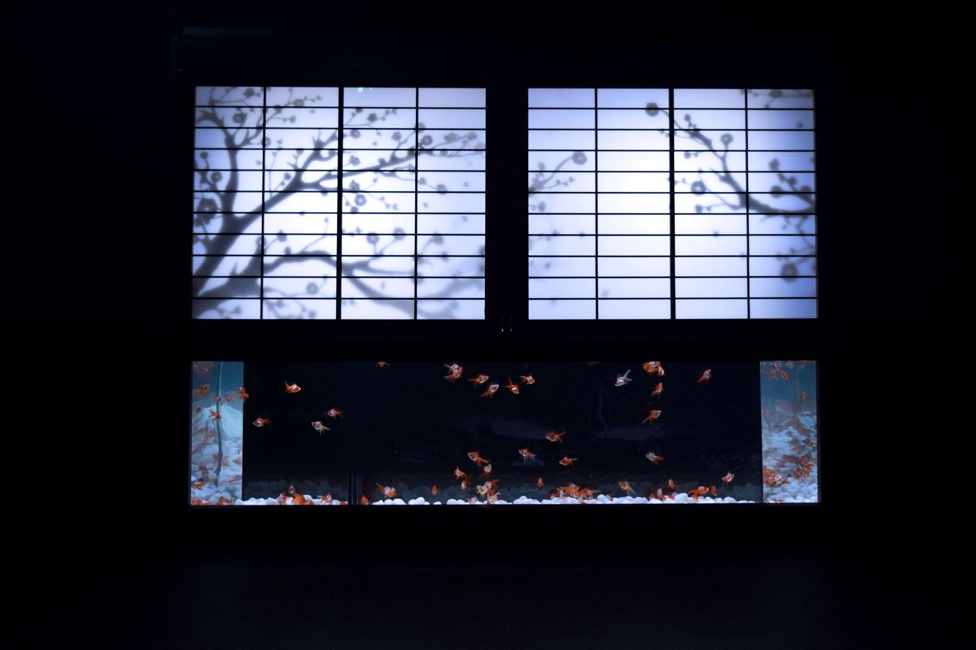 Art Aquarium Museum GINZA Entry Ticket