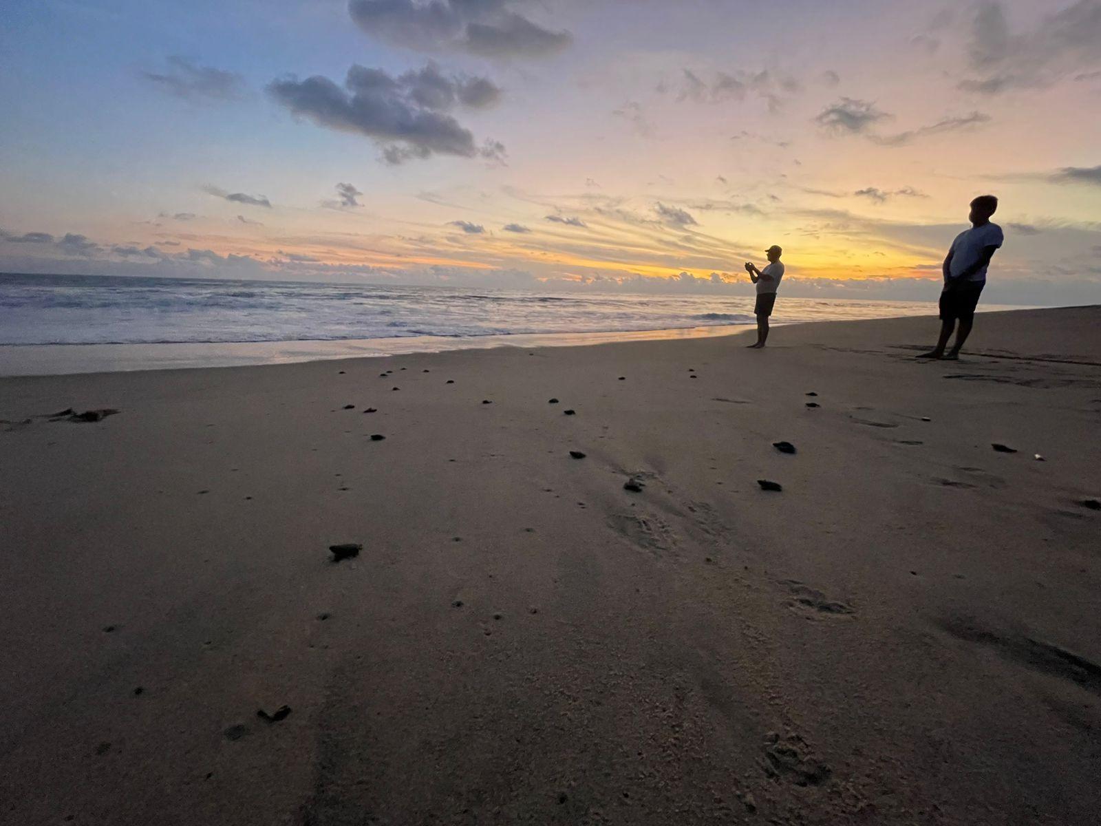 Baby Sea Turtle Release Experience from Huatulco