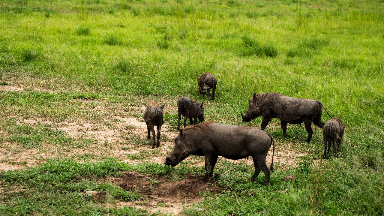 Zanzibar to Mikumi: Fly-In Safari Day Trip with Bush Lunch