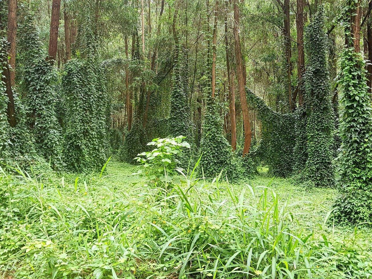 Karura Forest Nature Walk & Waterfall Tour
