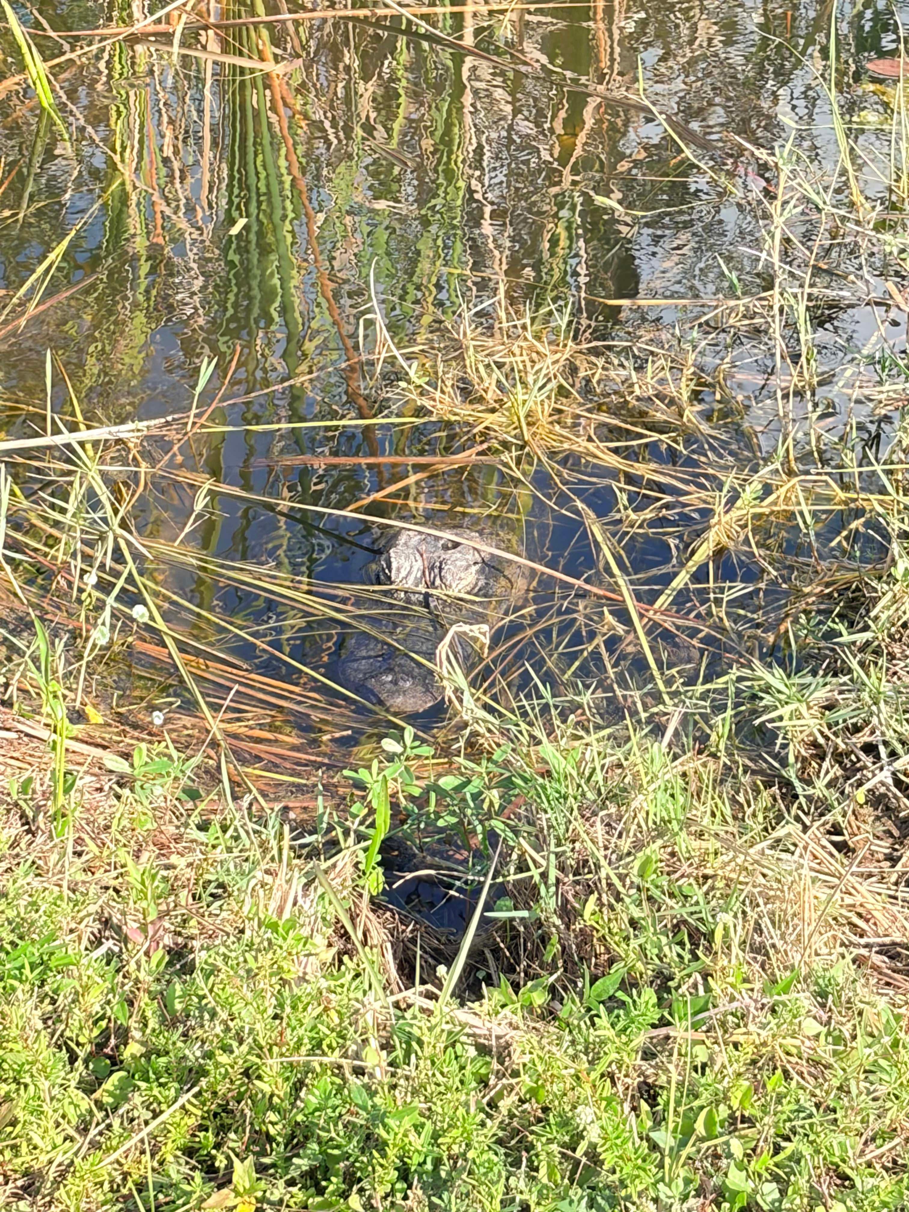 Everglades E-Bike & Wildlife Expedition from Miami