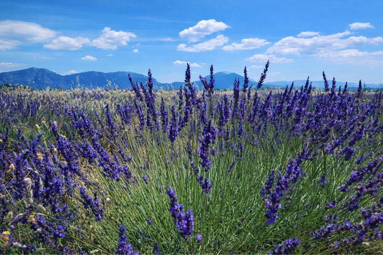 Gorges du Verdon in Provence — Verdon Gorge tour photo 6