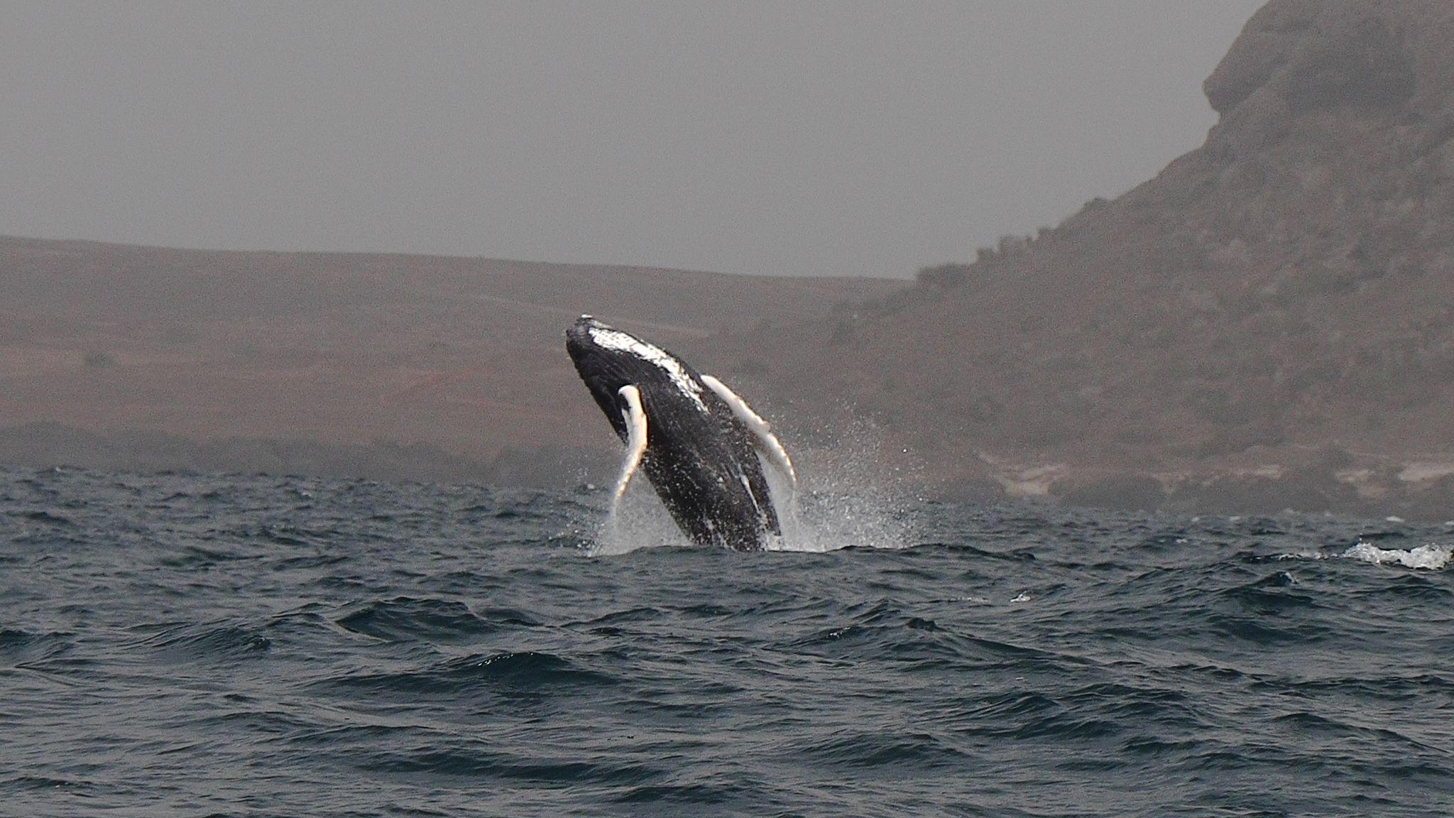 Seasonal Humpback Whale Watching Experience