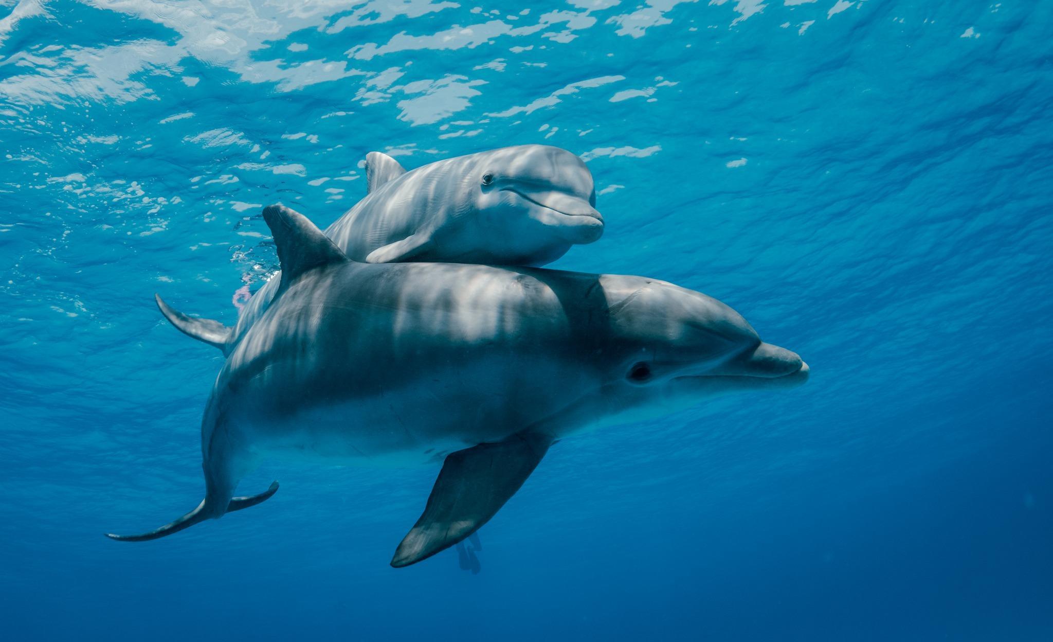 Zanzibar Dolphin Swim & Tumbatu Island Snorkel Adventure