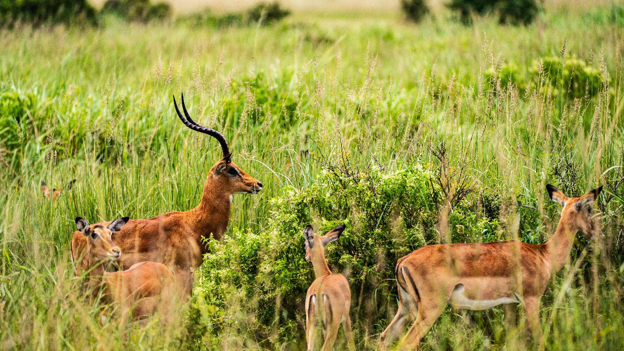 Zanzibar to Mikumi: Fly-In Safari Day Trip with Bush Lunch