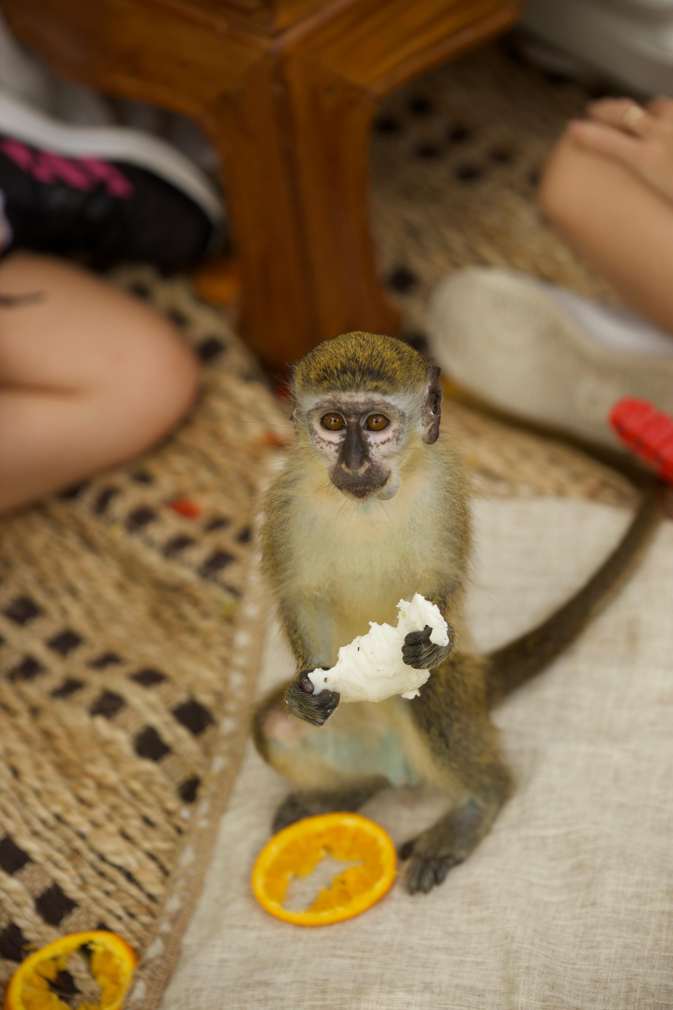 Punta Cana Monkey House: Up-Close Primate Encounter