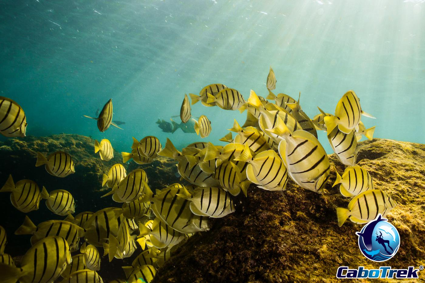 Private Snorkeling Adventure in Cabo San Lucas