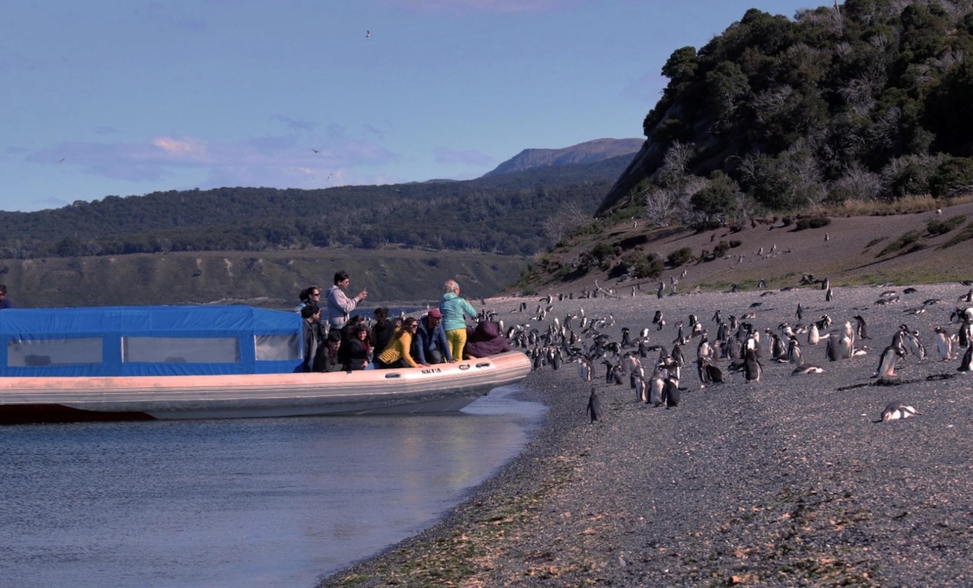 Beagle Channel Penguin Watching Excursion from Puerto Almanza