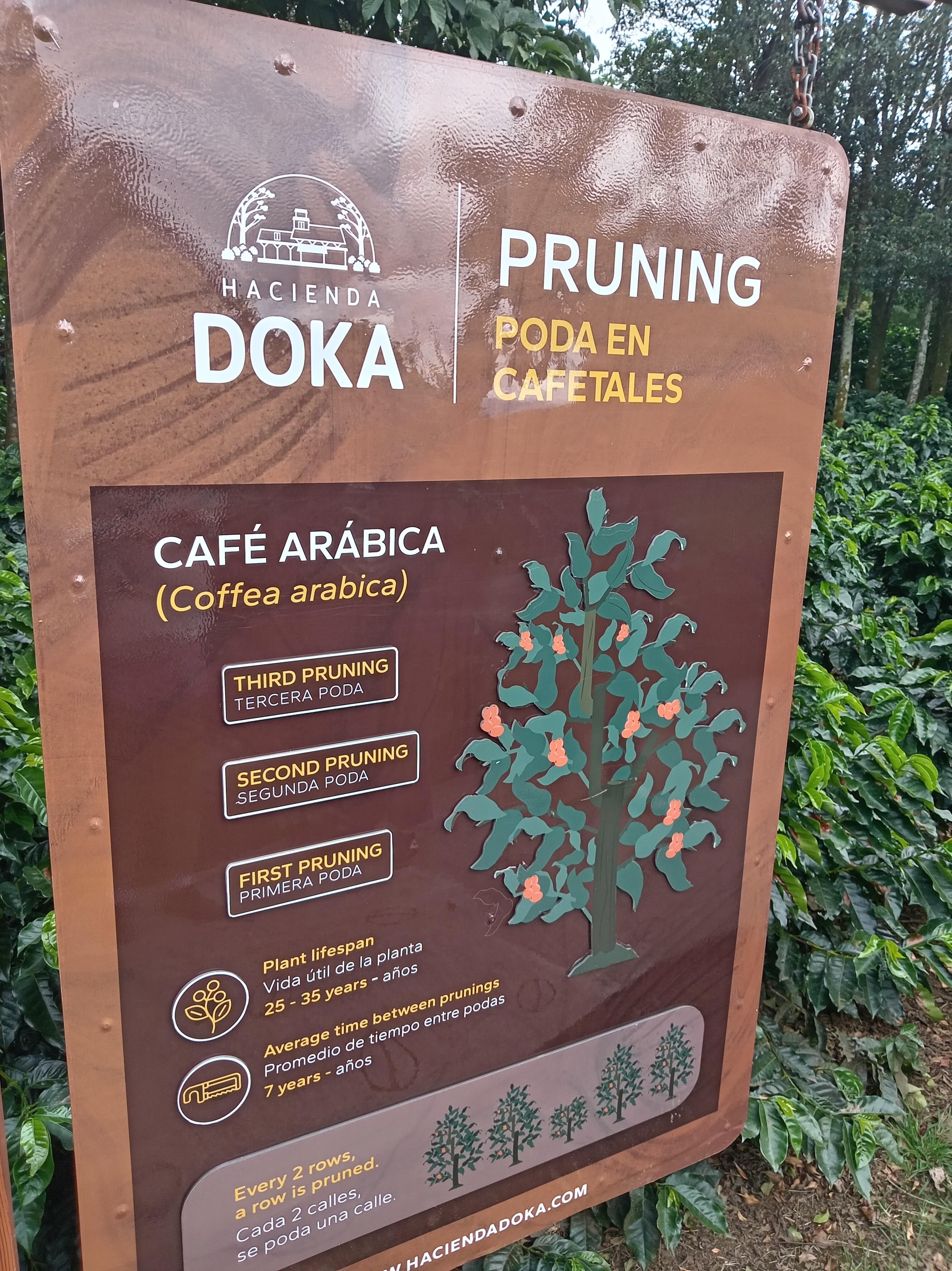 Jacó to Poás Volcano, Doka Coffee Estate & Waterfall Excursion