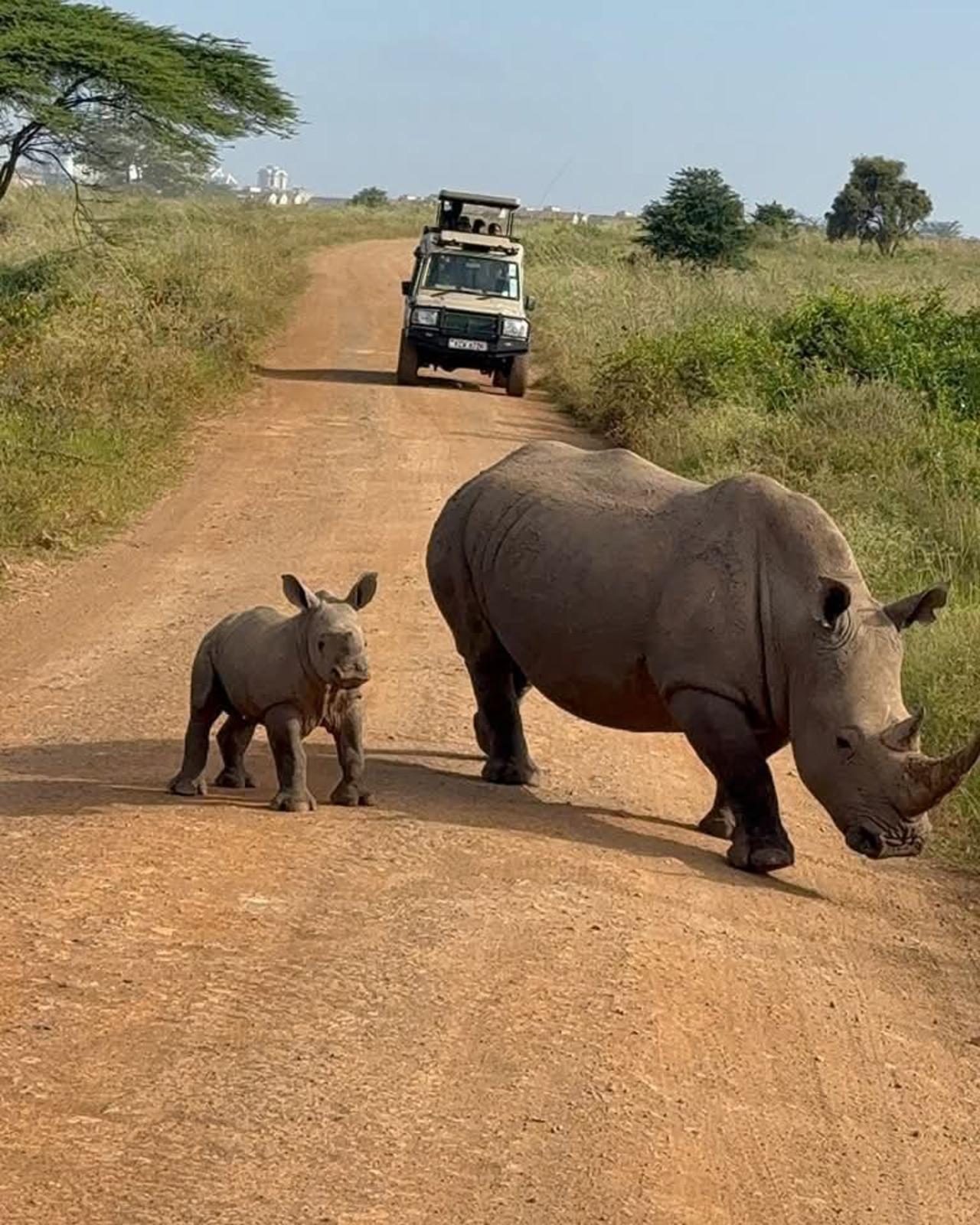 Nairobi National Park Half-Day Wildlife Safari