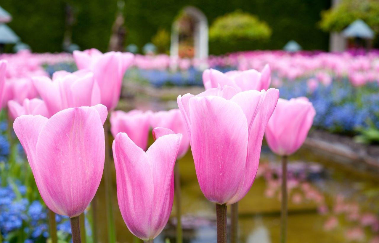 Day Trip from Vancouver to Victoria and Butchart Gardens