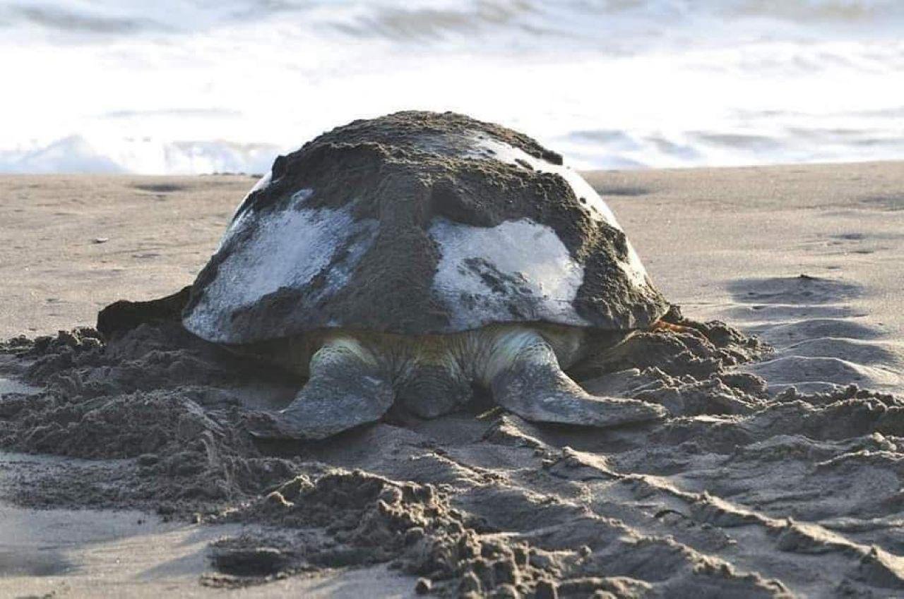 Tortuguero Night Turtle Nesting Beach Tour
