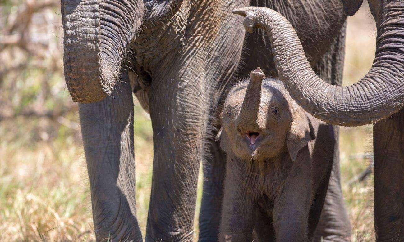 7-Day Private Sri Lanka Highlights Chauffeur Tour