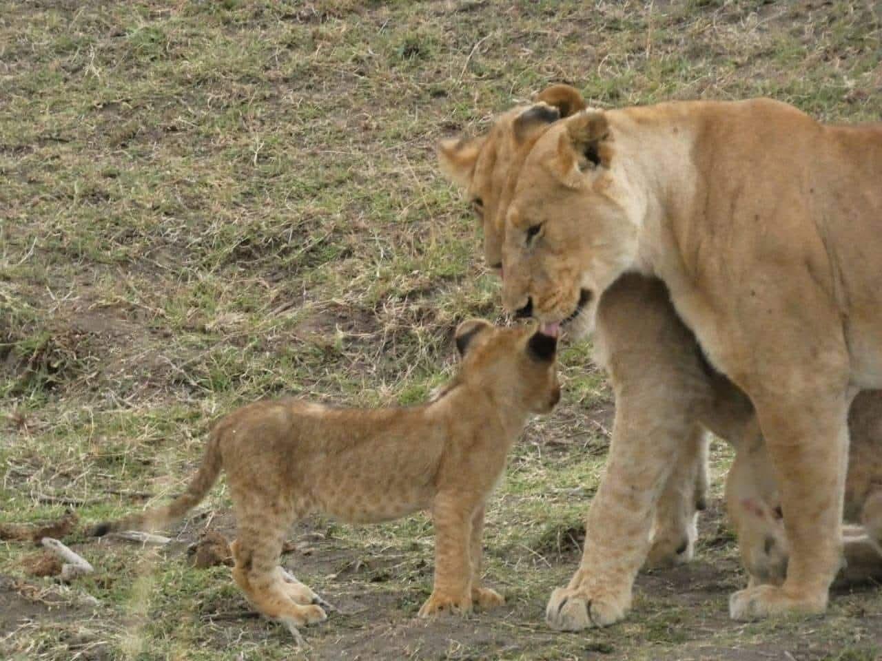 3-Day Masai Mara Fly-In Safari from Nairobi