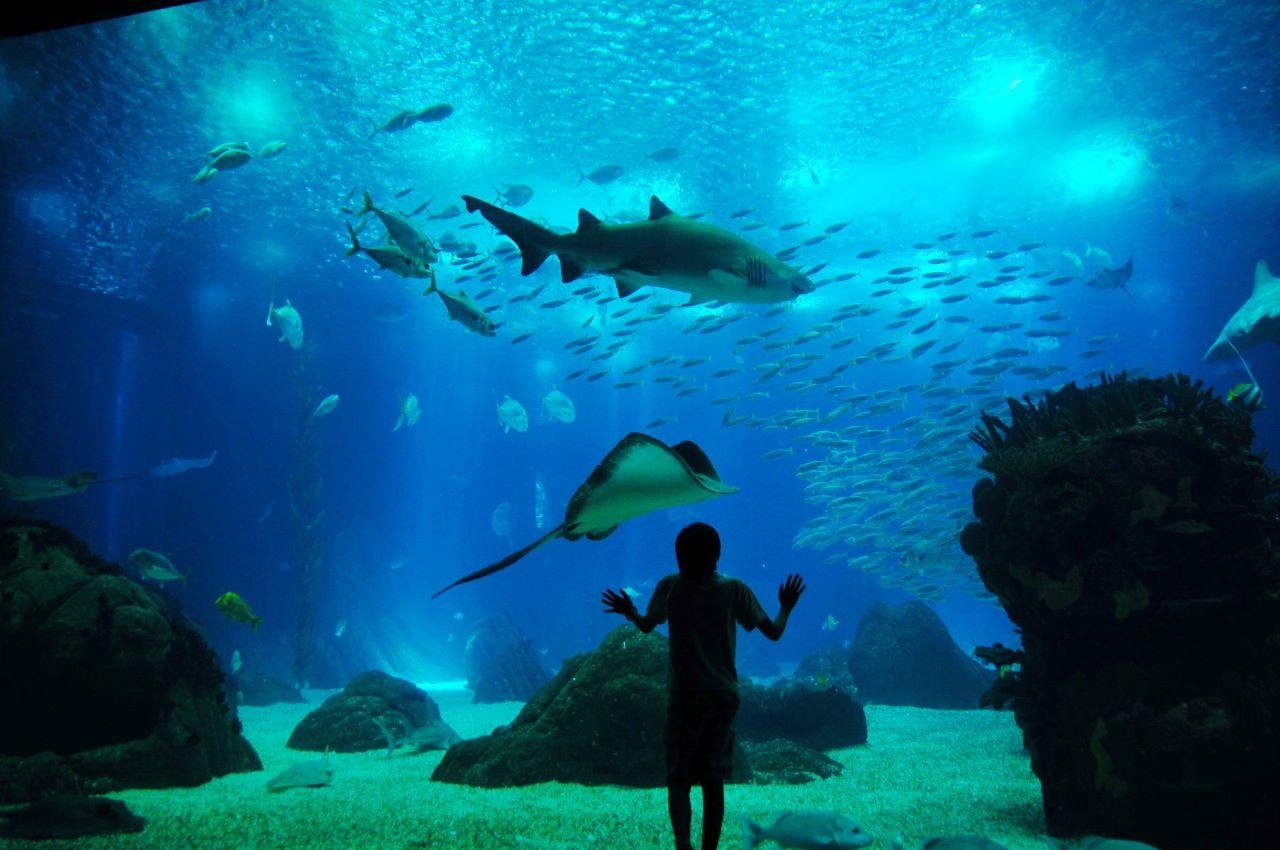 Lisbon Oceanarium Entry & Tagus River Cruise