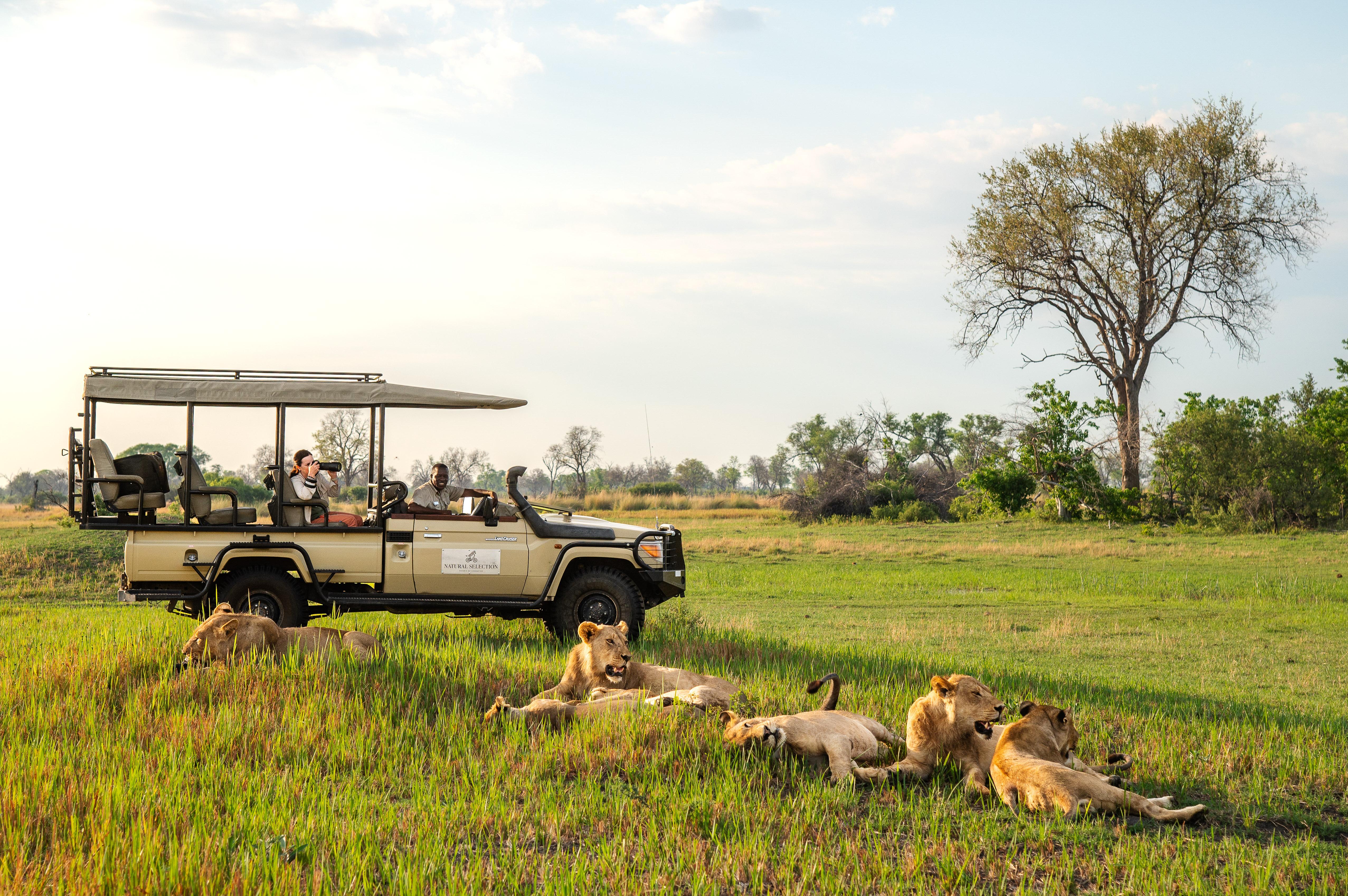 Full-Day Chobe Safari with River Cruise & Lunch
