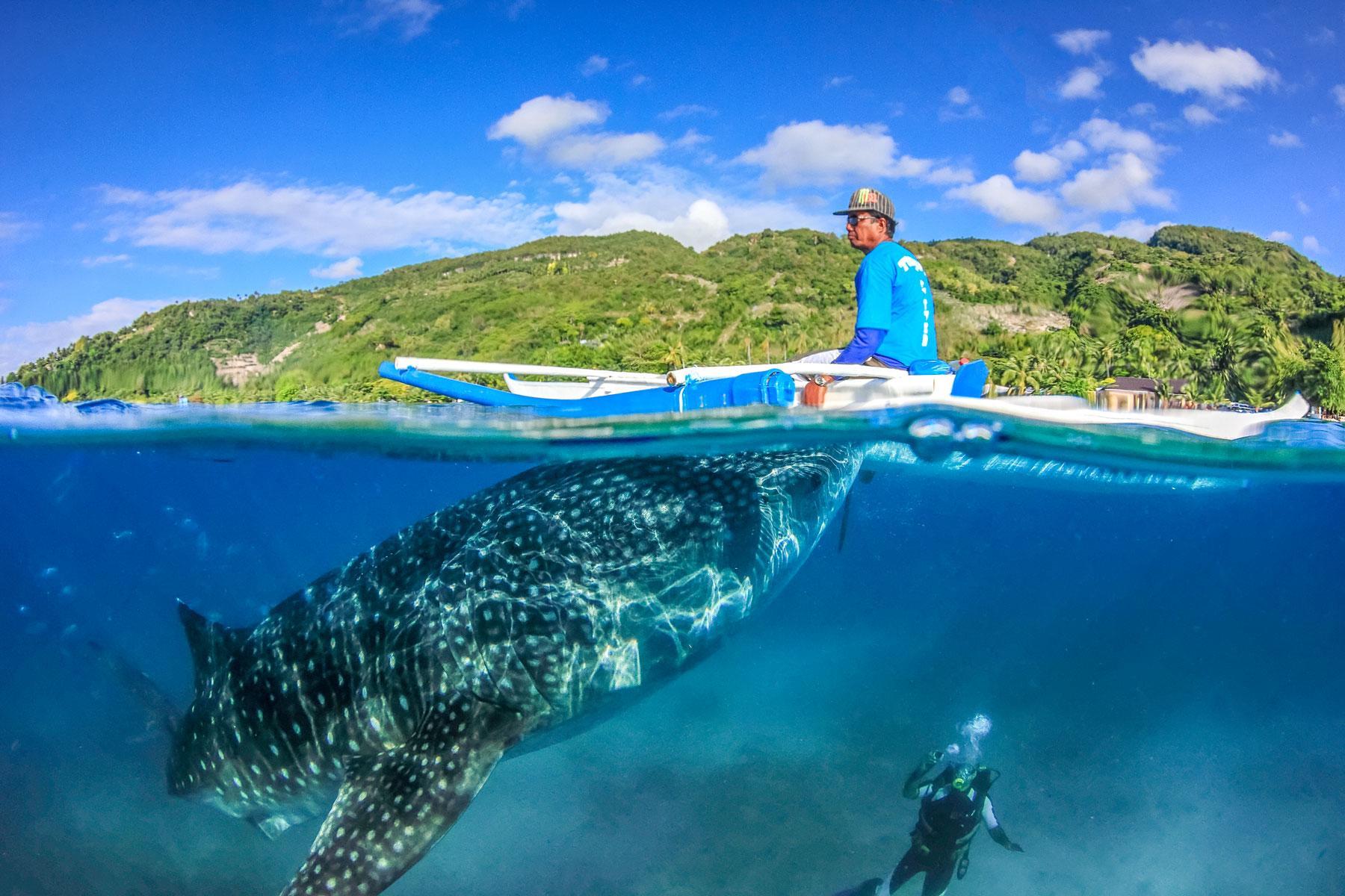Cebu Ultimate Day Tour: Whale Sharks, Monkey Sanctuary & Moalboal Snorkeling